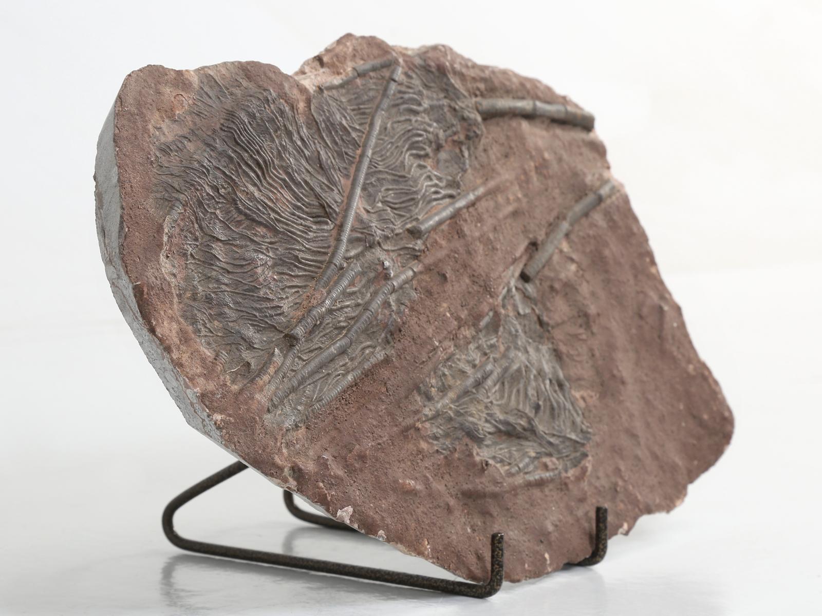 Marokkanisches Crinoid-Fossil, etwa 450 Millionen Jahre alt 5
