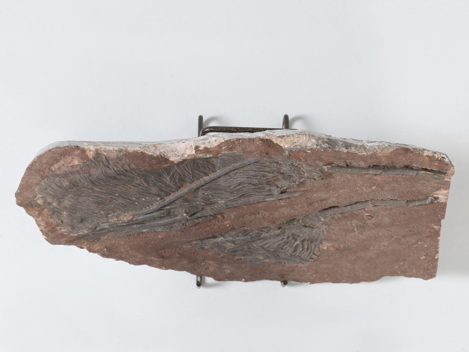 Marokkanisches Crinoid-Fossil, etwa 450 Millionen Jahre alt 6