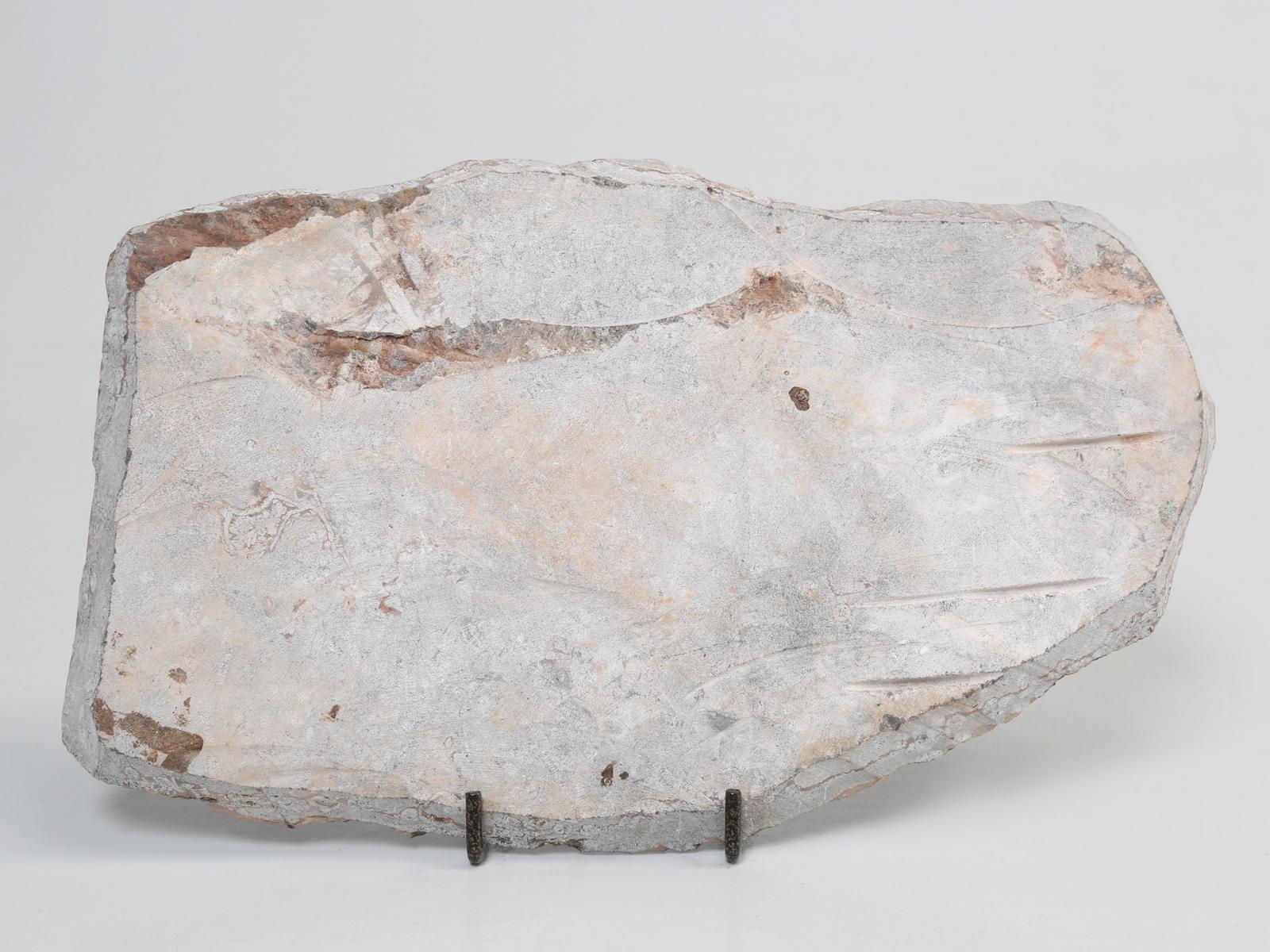 Marokkanisches Crinoid-Fossil, etwa 450 Millionen Jahre alt 7
