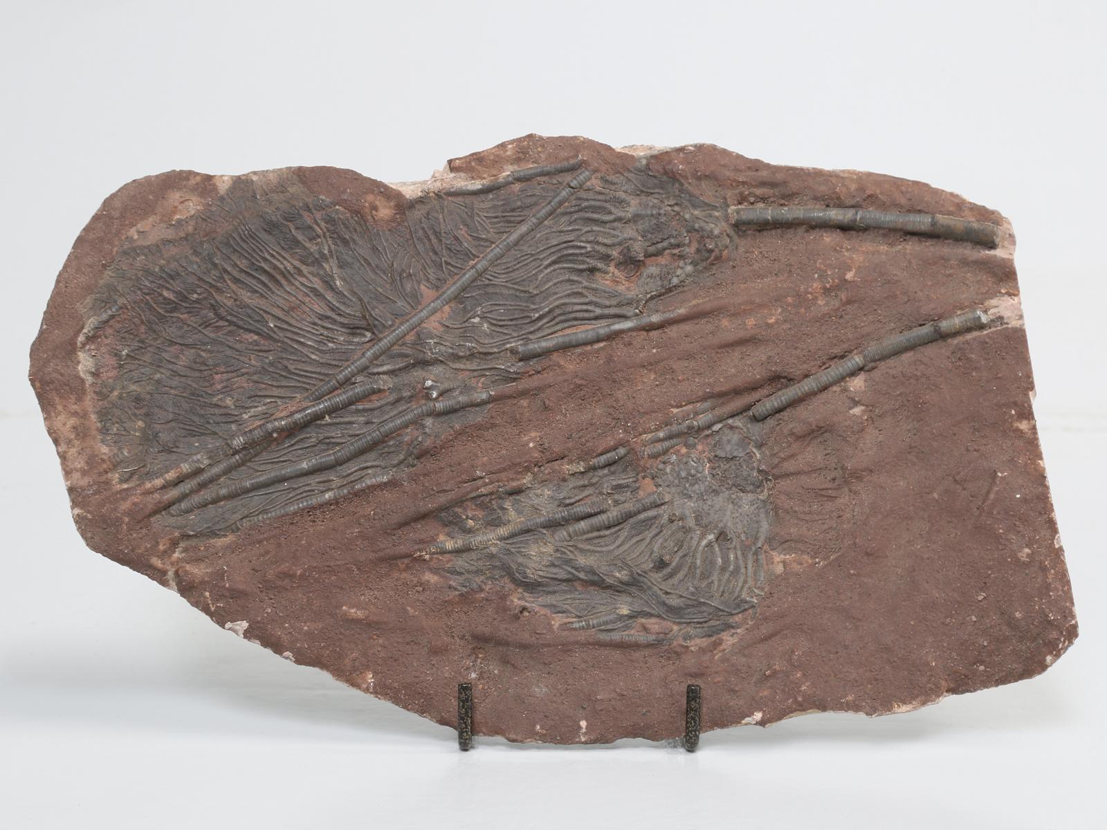 Marokkanisches Fossil namens Crinoid, das etwa 450 Millionen Jahre alt ist. Seelilien gehören zum Stamm der Stachelhäuter (Echinodermata). Unsere Crinoiden-Fossilienplatte wurde in Marokko ausgegraben. Diese Fossilien haben das Aussehen von