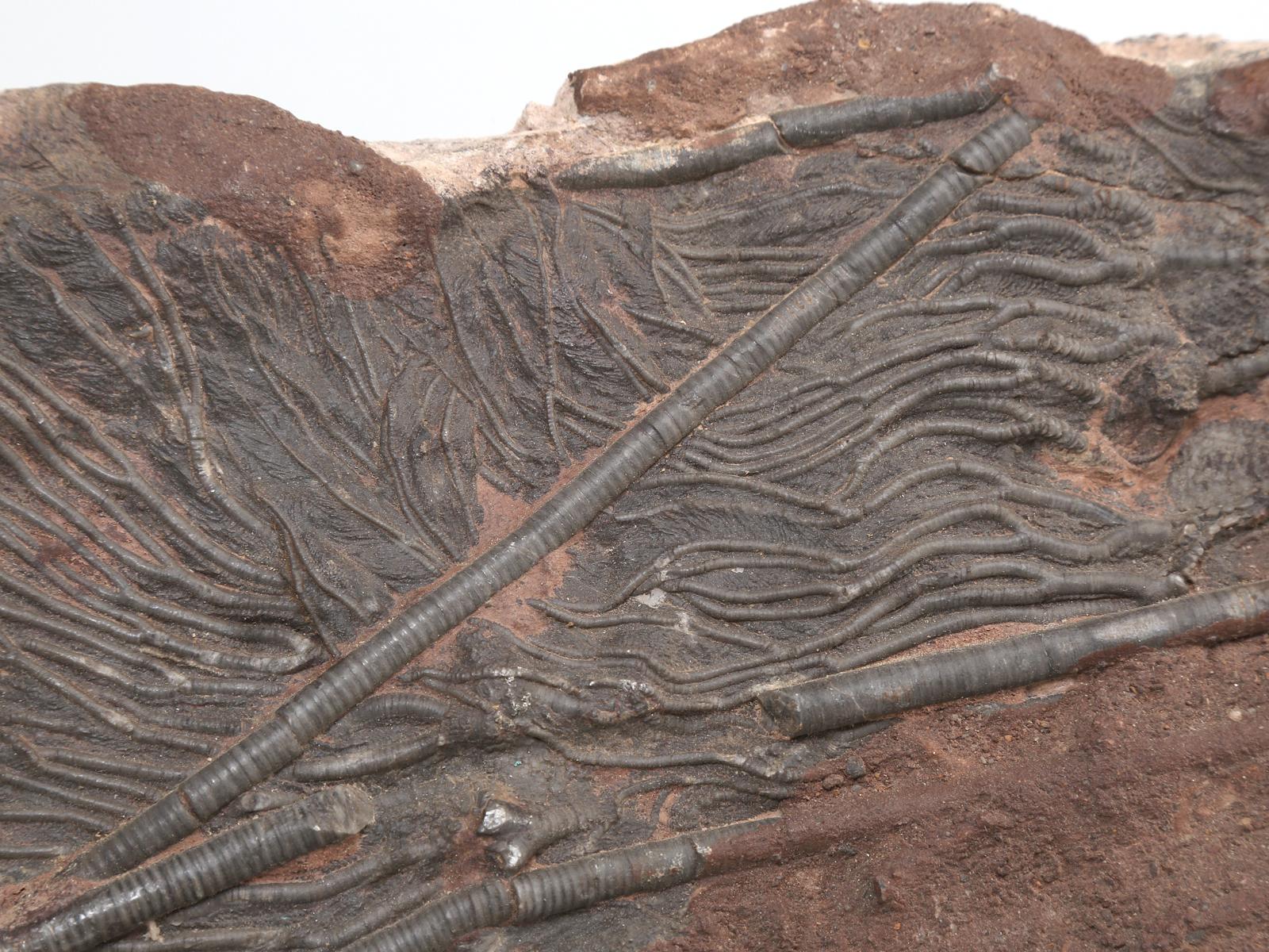 largest crinoid fossil