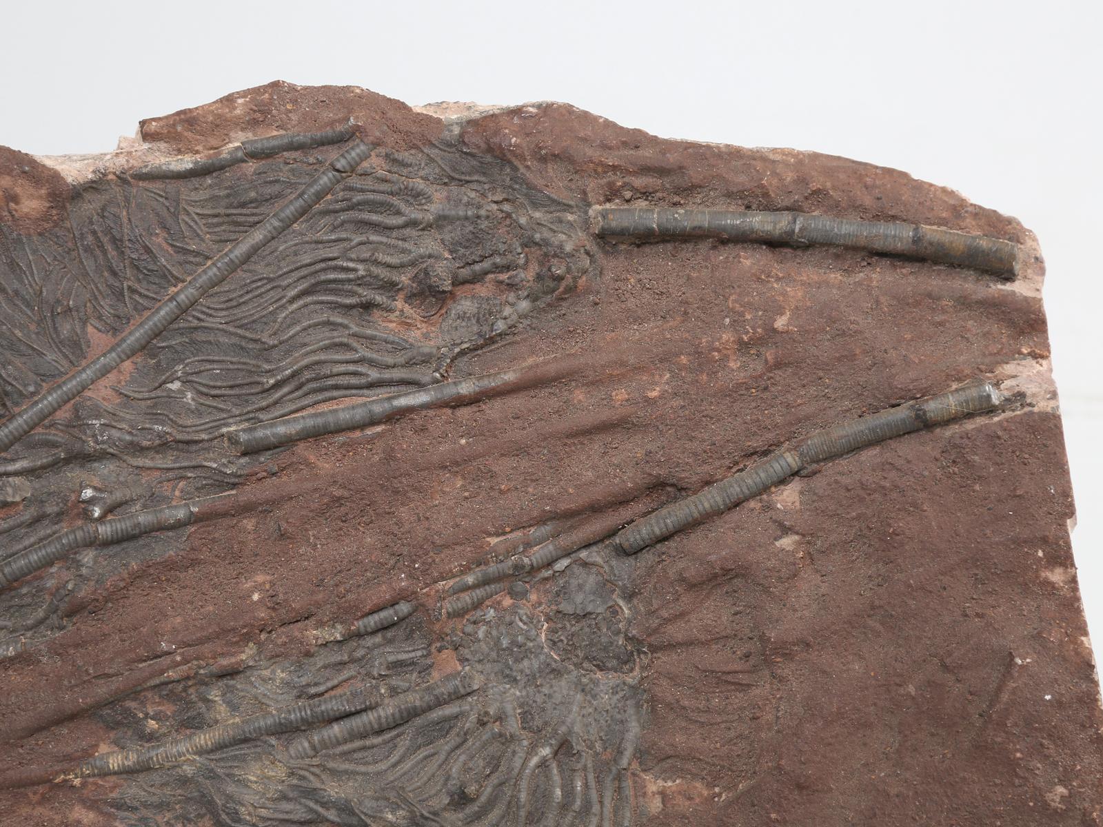 Marokkanisches Crinoid-Fossil, etwa 450 Millionen Jahre alt im Zustand „Gut“ in Chicago, IL