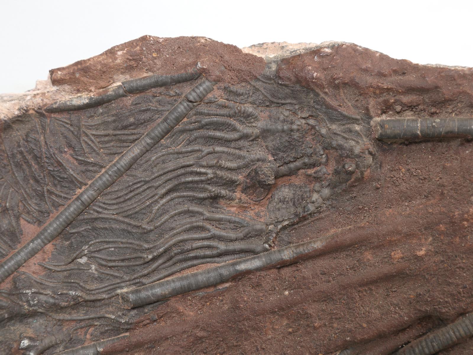 Marokkanisches Crinoid-Fossil, etwa 450 Millionen Jahre alt (18. Jahrhundert und früher)