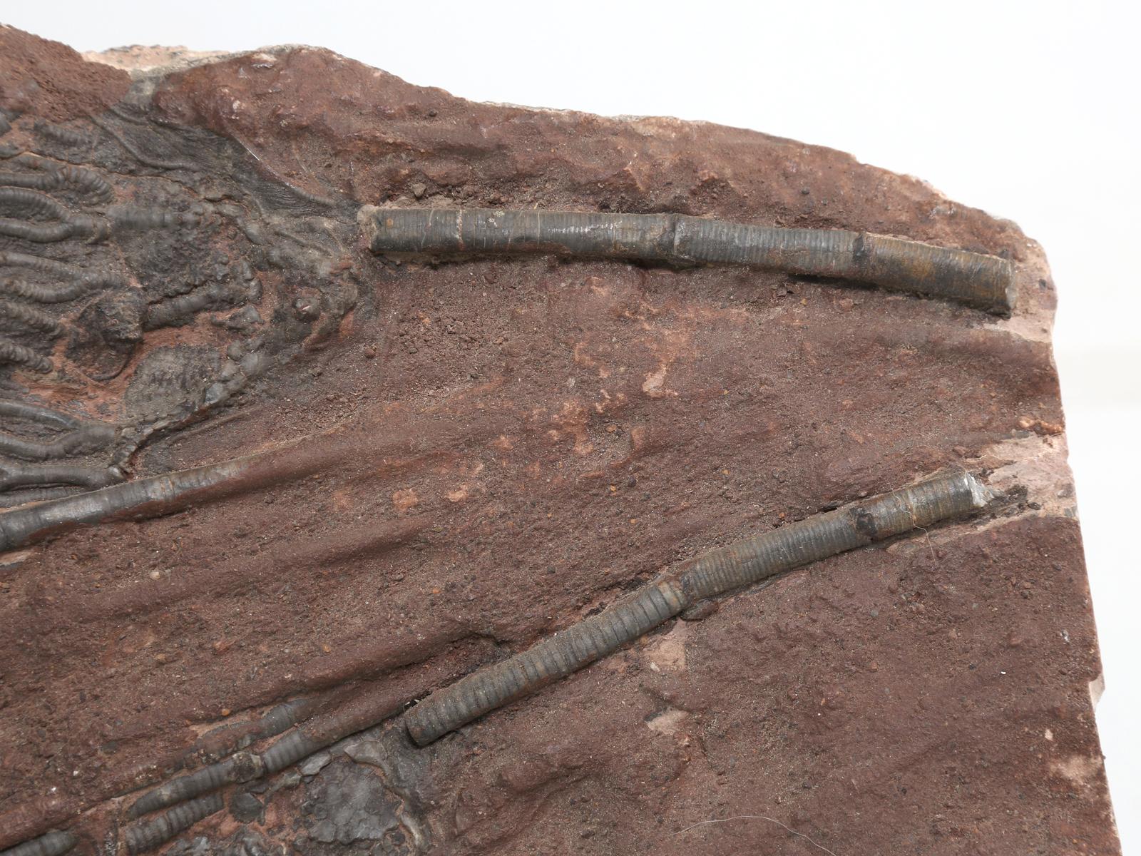 Marokkanisches Crinoid-Fossil, etwa 450 Millionen Jahre alt (Stein)