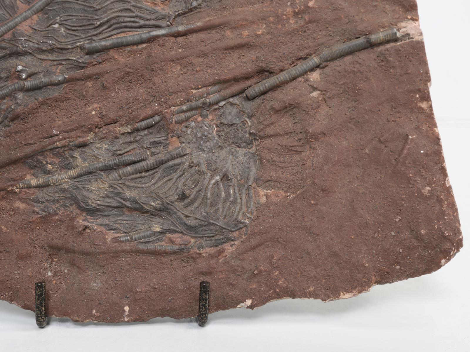 Marokkanisches Crinoid-Fossil, etwa 450 Millionen Jahre alt 1