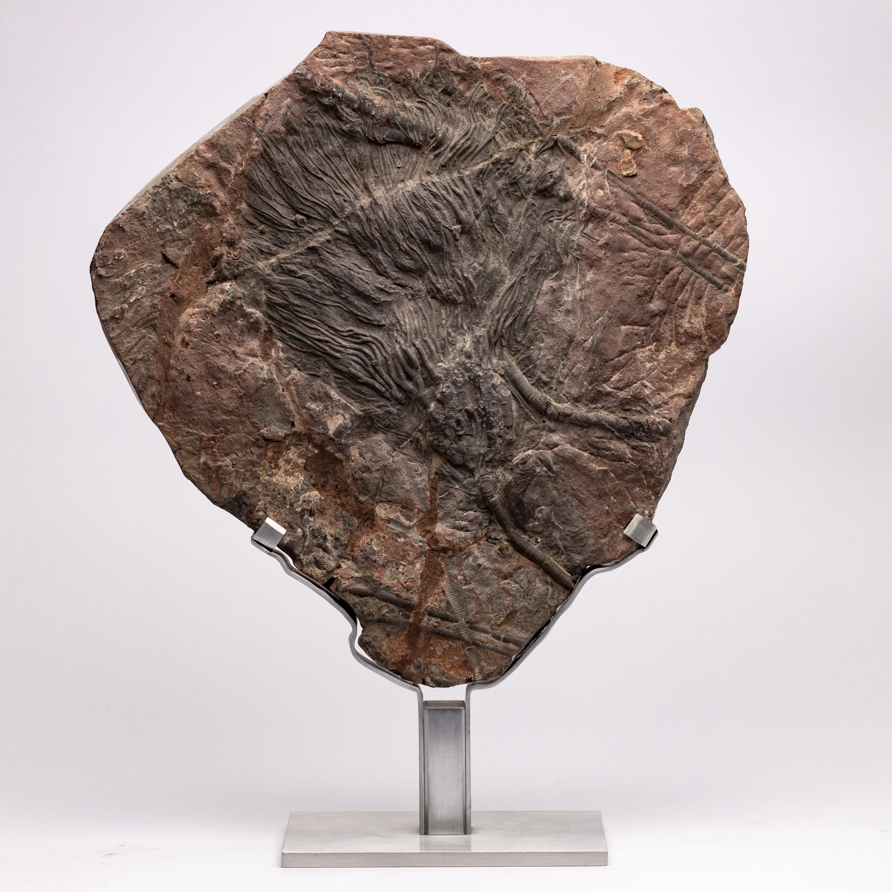 Original Moroccan fossil crinoid in original matrix mounted on a custom made aluminum stand. Silurian Period 400 million years ago.
 