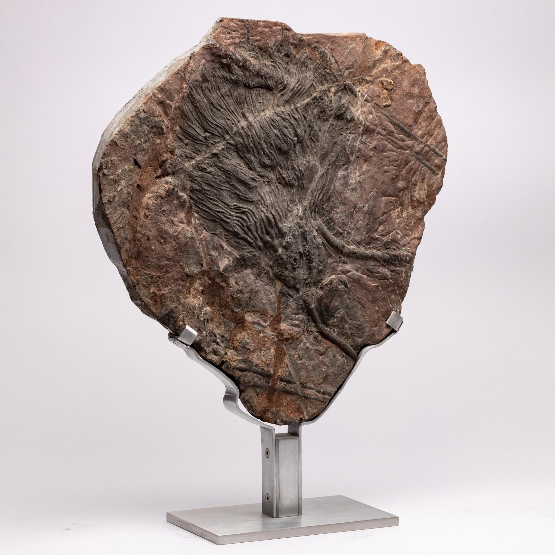 Organic Modern Moroccan Fossil Crinoid Mounted on Custom Aluminum Stand, Silurian Period