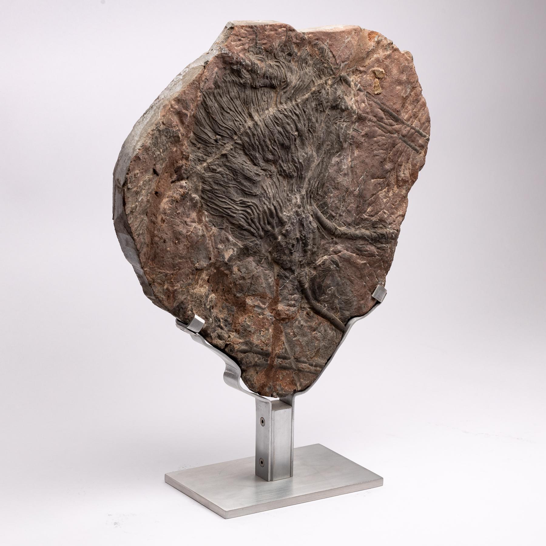 Mexican Moroccan Fossil Crinoid Mounted on Custom Aluminum Stand, Silurian Period