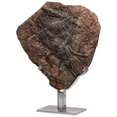 Moroccan Fossil Crinoid Mounted on Custom Aluminum Stand, Silurian Period