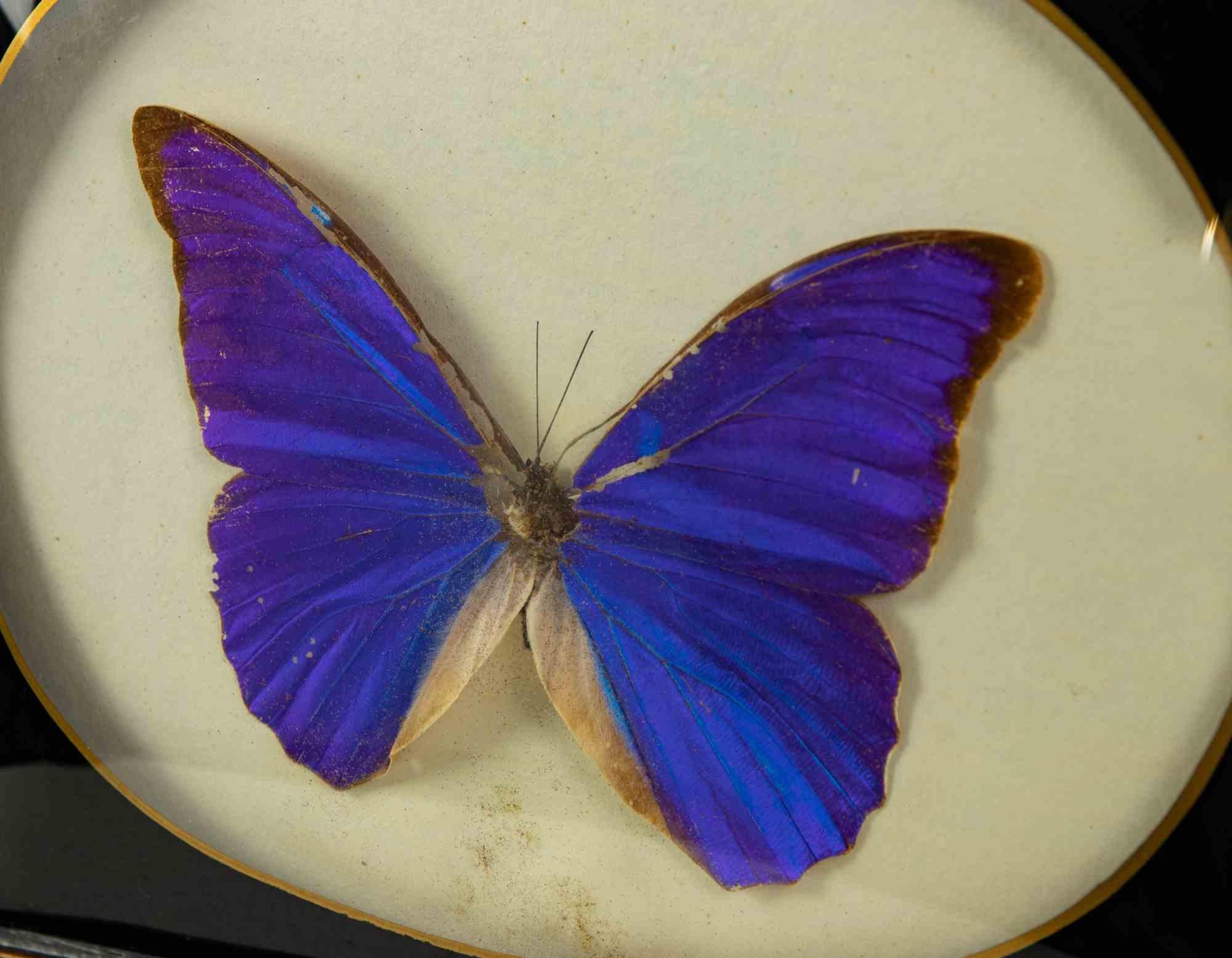 Morphos anassibia est un papillon embaumé empaillé dans un cadre. 

Espèce Morphos anassibia bleu.

19,5 x 25 cm.

Très bonnes conditions !

 