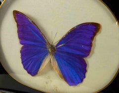 Morpho Anassibia with Frame