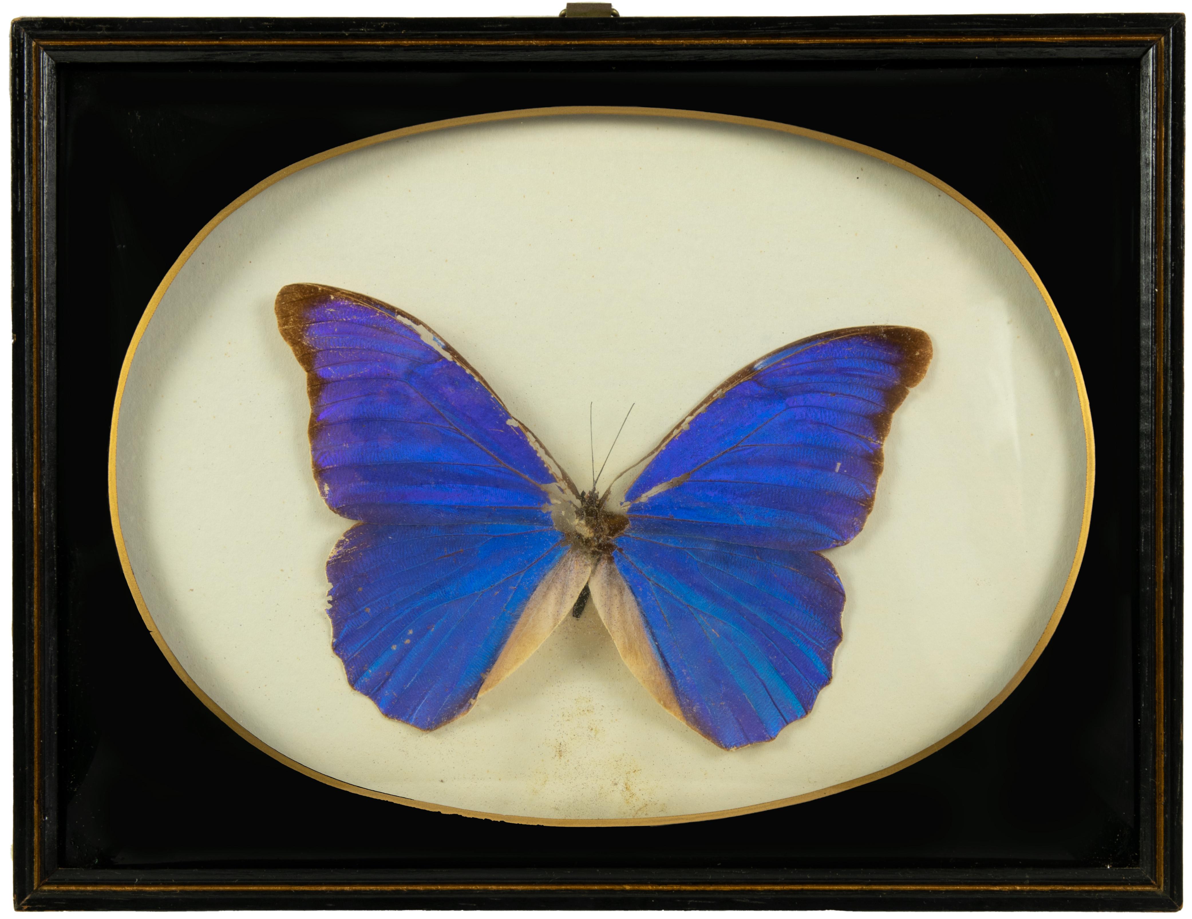 Italian Morpho Anassibia with Frame For Sale