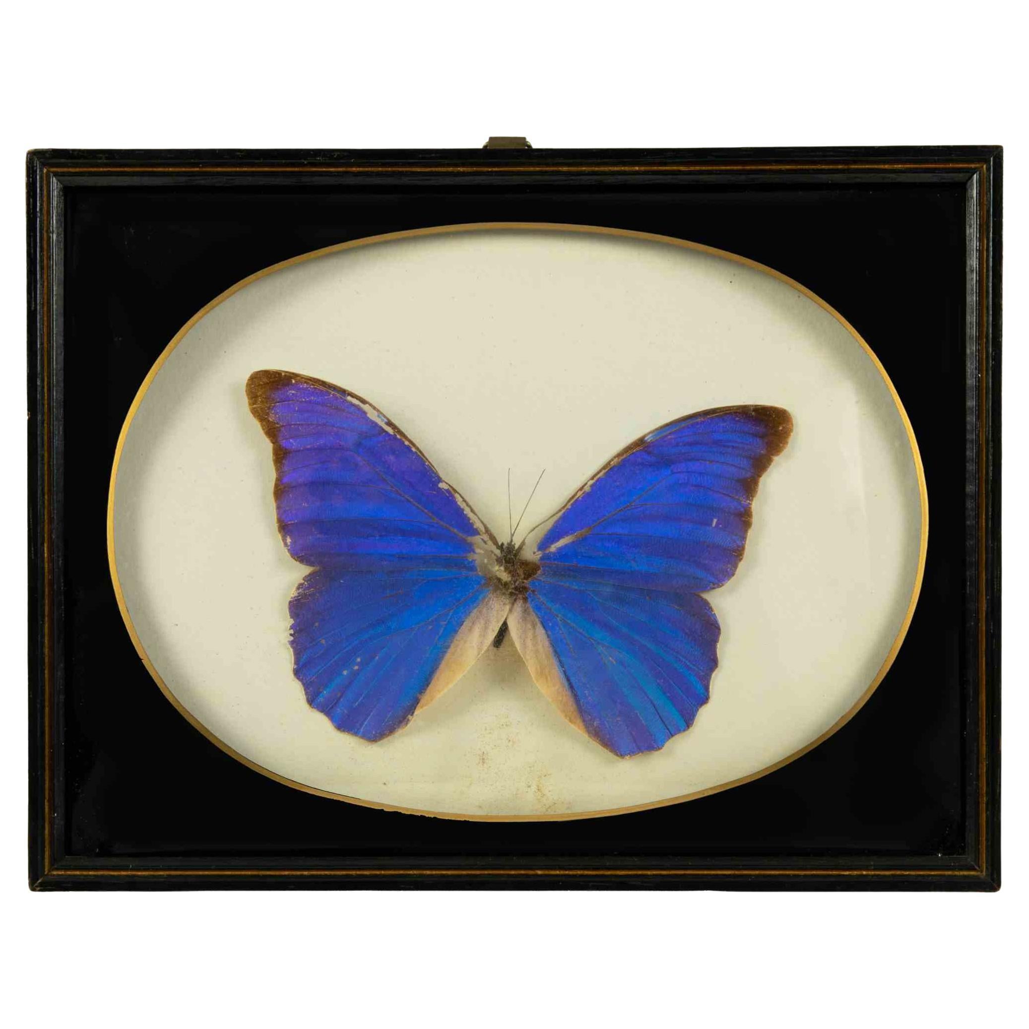 Morpho Anassibia with Frame For Sale
