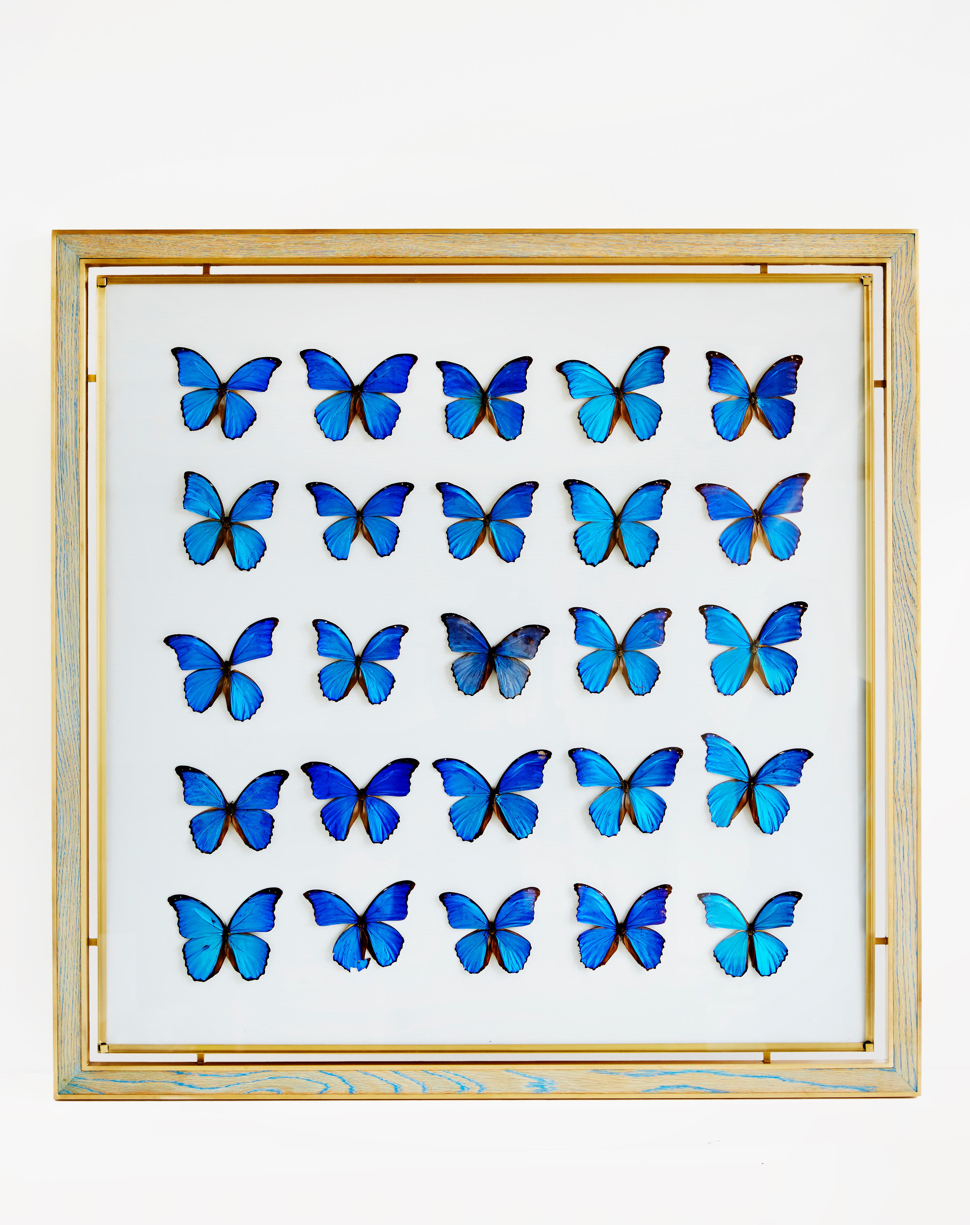 Morpho blue butterfly frame in white oak and brass by Cam Crockford

Additional Information:
Materials: White oak - brass - linen - blue morpho butterfly
Dimensions: 48 W x 1.25 D x 48 H inches.