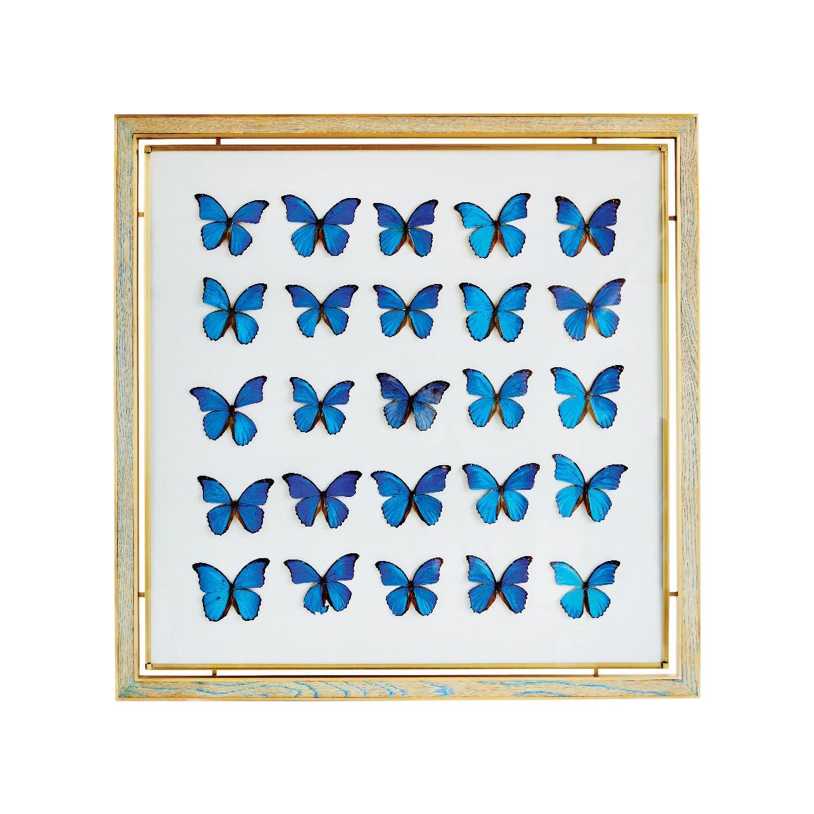 Cadre papillon bleu Morpho en chêne blanc et laiton de Cam Crockford