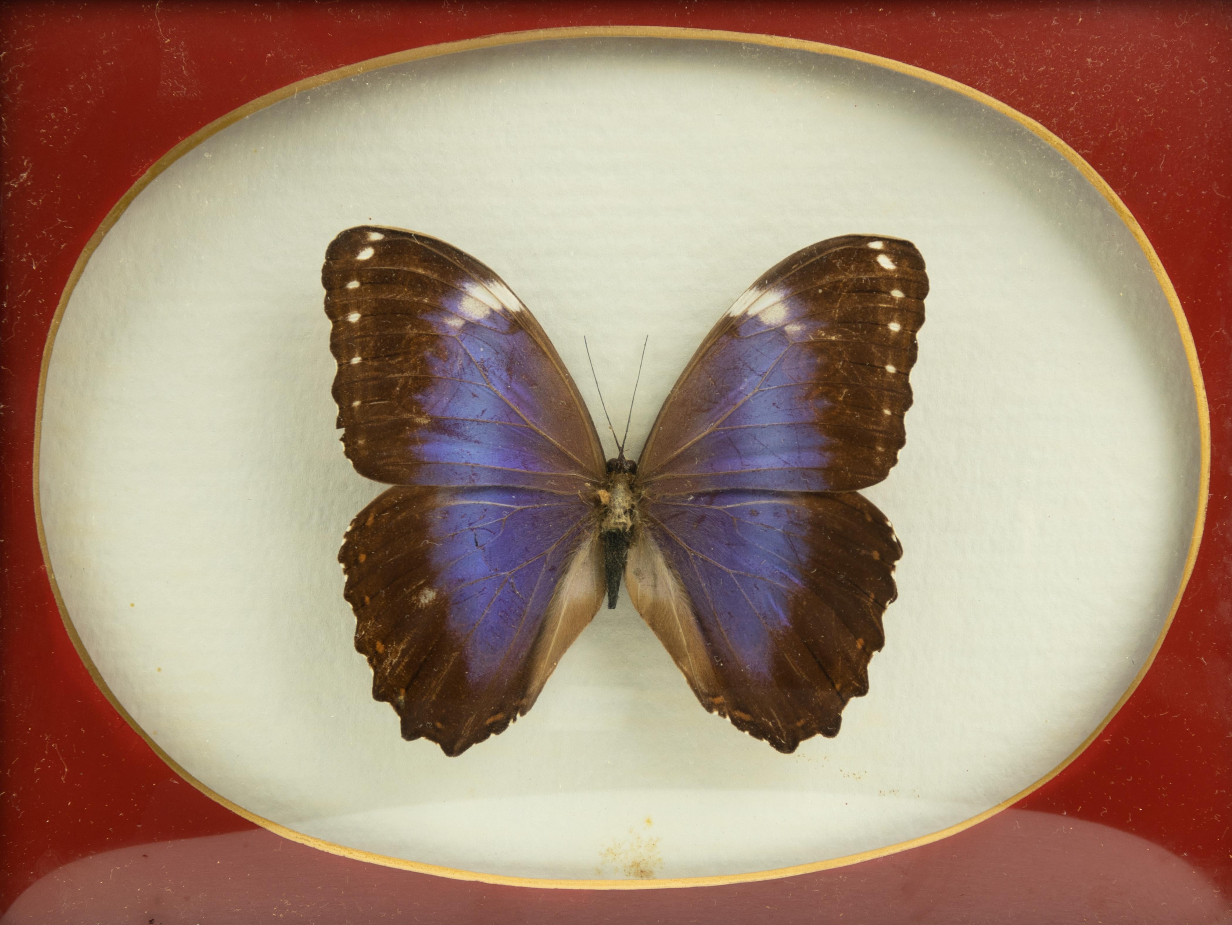 Morpho anassibia ist ein ausgestopfter, einbalsamierter Schmetterling in einem Rahmen. 

Art Morpho anassibia blau.

19,5 x 25 cm.

Sehr gute Bedingungen!

 