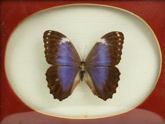 Morpho Helenor with Frame