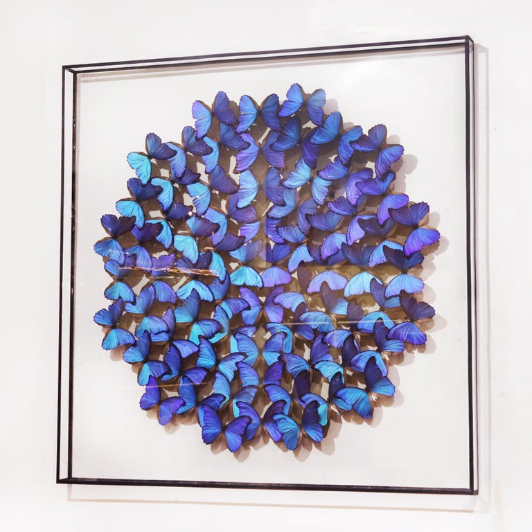 Frame Ulysse Morphos glass box wall decoration with real 
Ulysse butterflies from bredding farms in Peru. Under box 
frame in clear glass. Exceptional and unique piece made in 
France in 2016 by Olivier Violo.