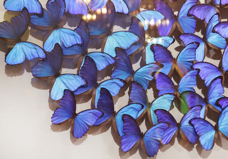 Peruvian Morphos Butterflies Glass Box Frame For Sale