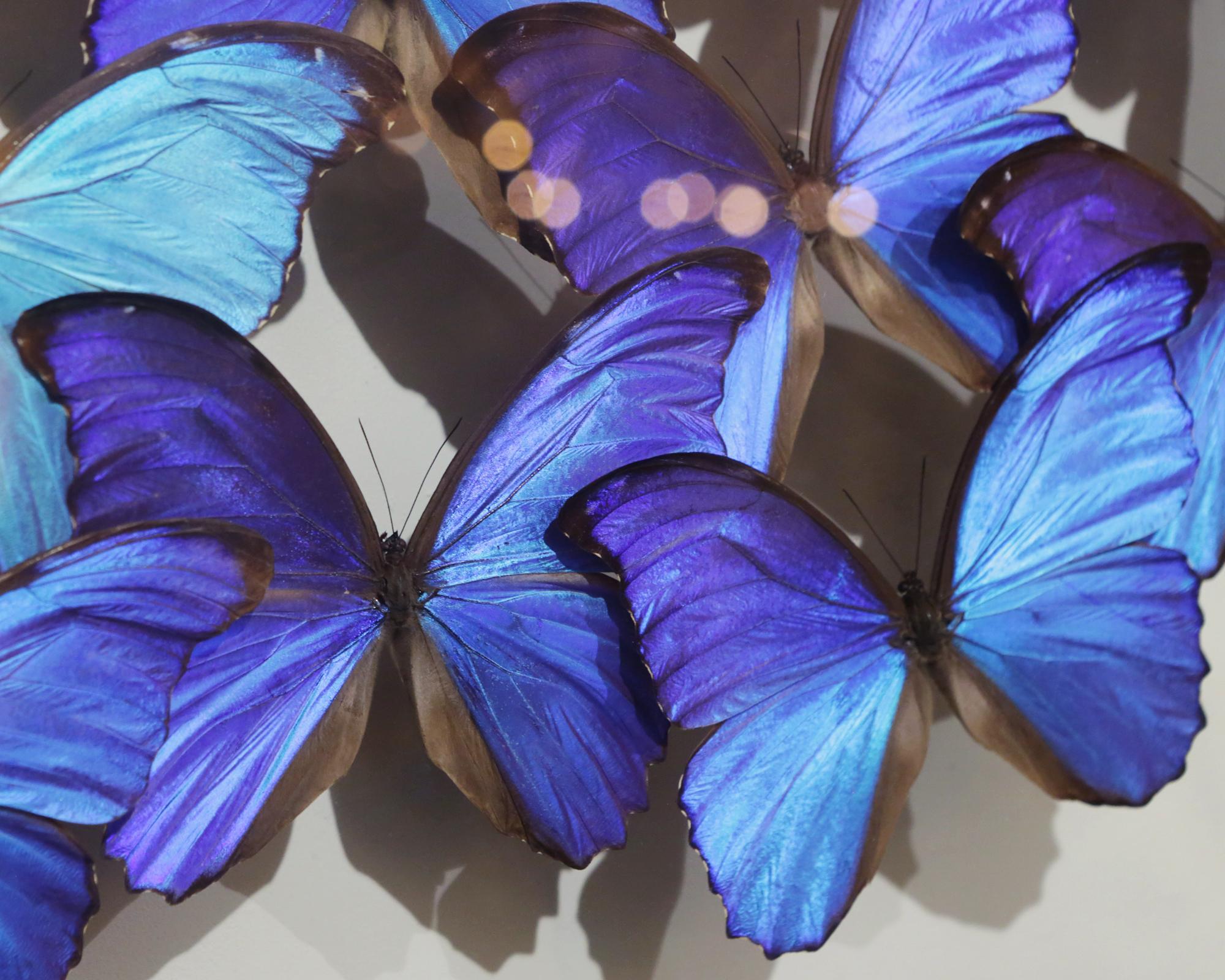 Peruvian Morphos Butterflies Glass Box Frame For Sale