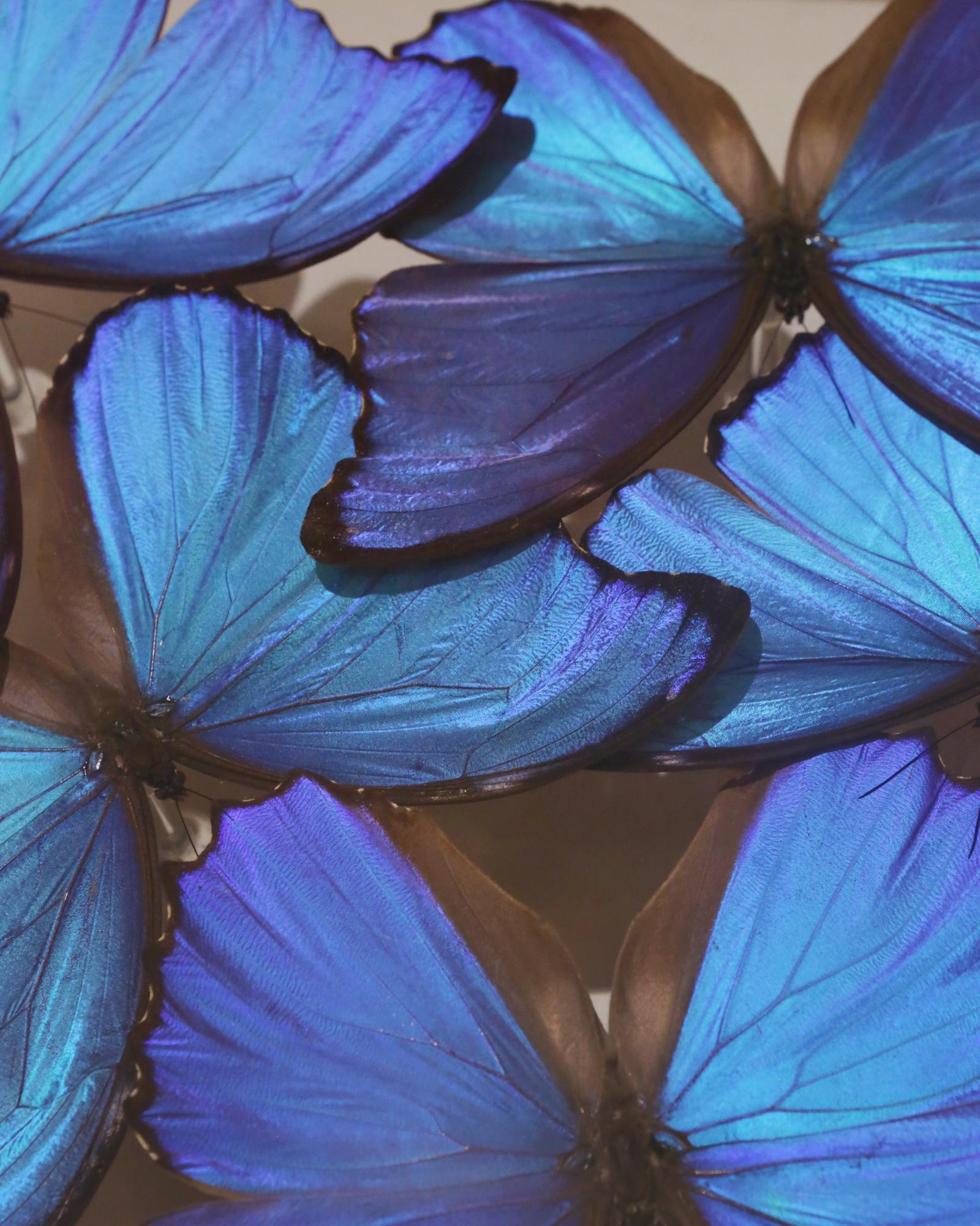 Hand-Crafted Morphos Butterflies Glass Box Frame For Sale
