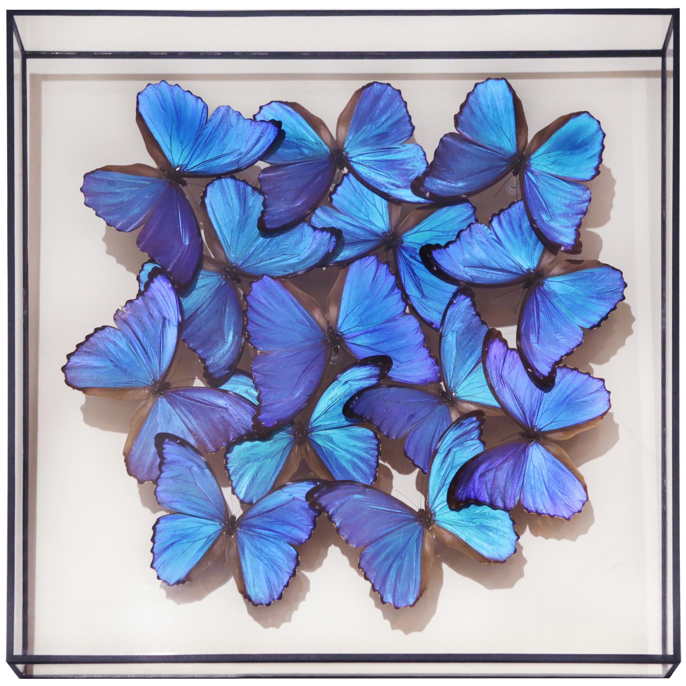 Frame Morphos butterflies medium,
with natural Morphos butterflies from Peru,
under glass box frame.
Exceptional and unique piece made in France
in 2019.