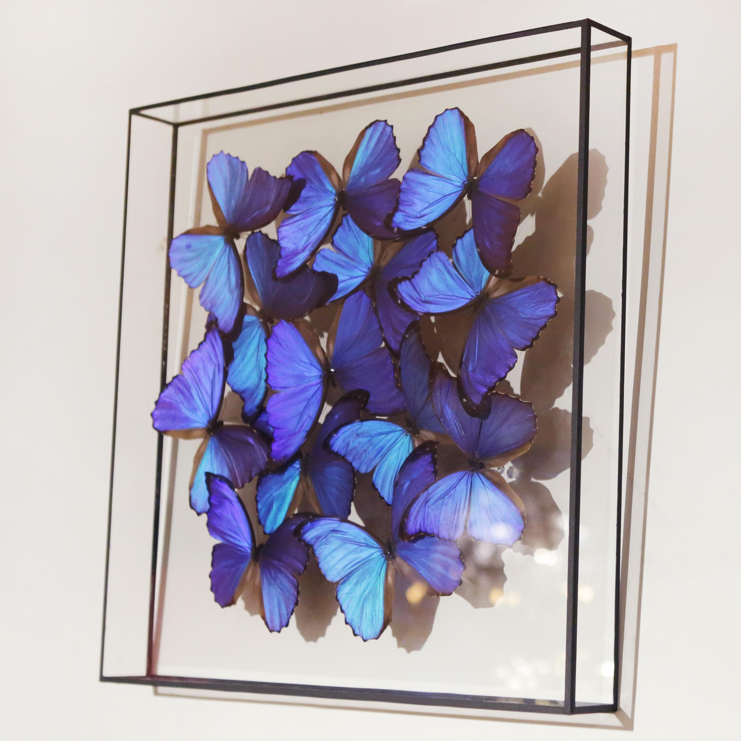 Peruvian Morphos Butterflies Medium Frame