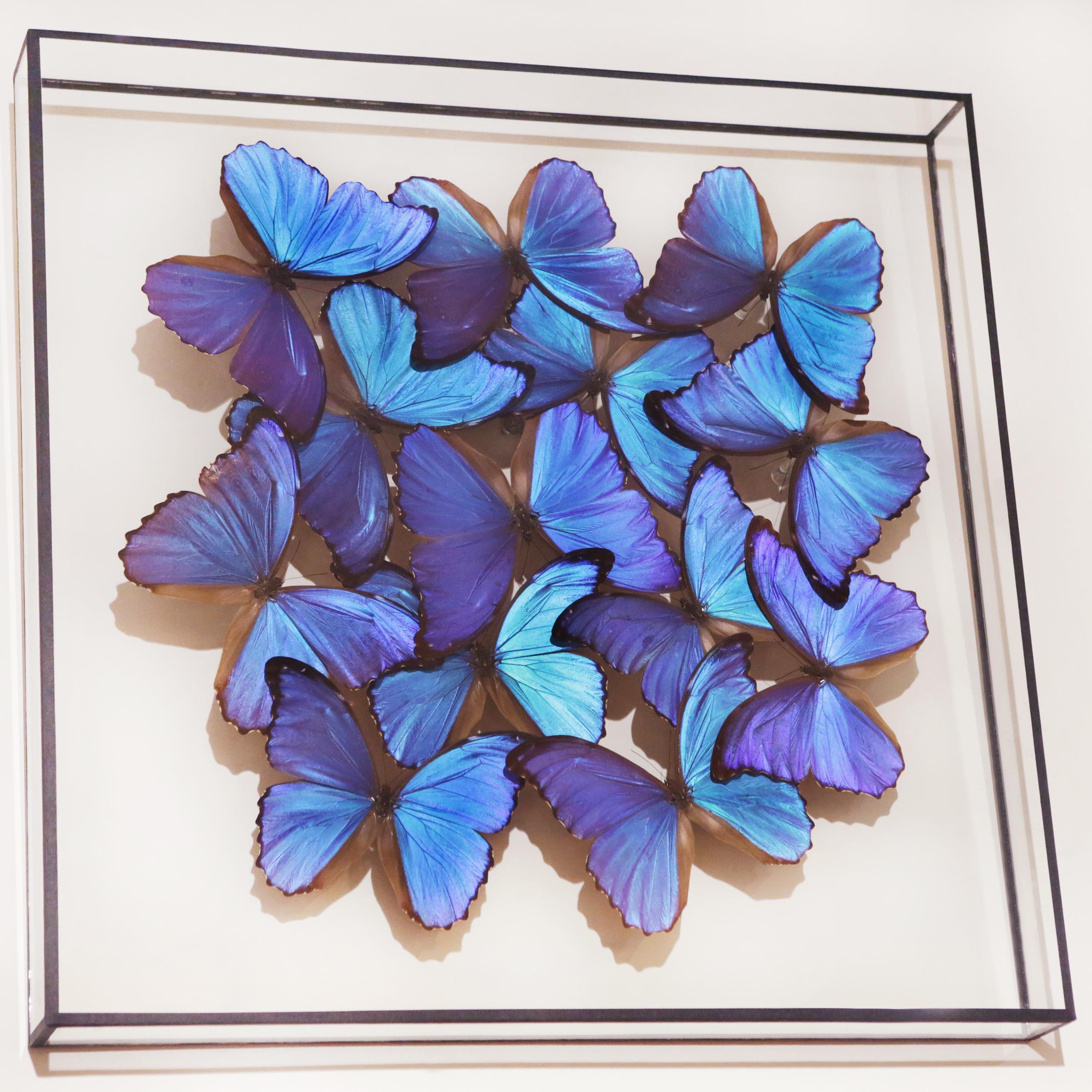 Hand-Crafted Morphos Butterflies Medium Frame