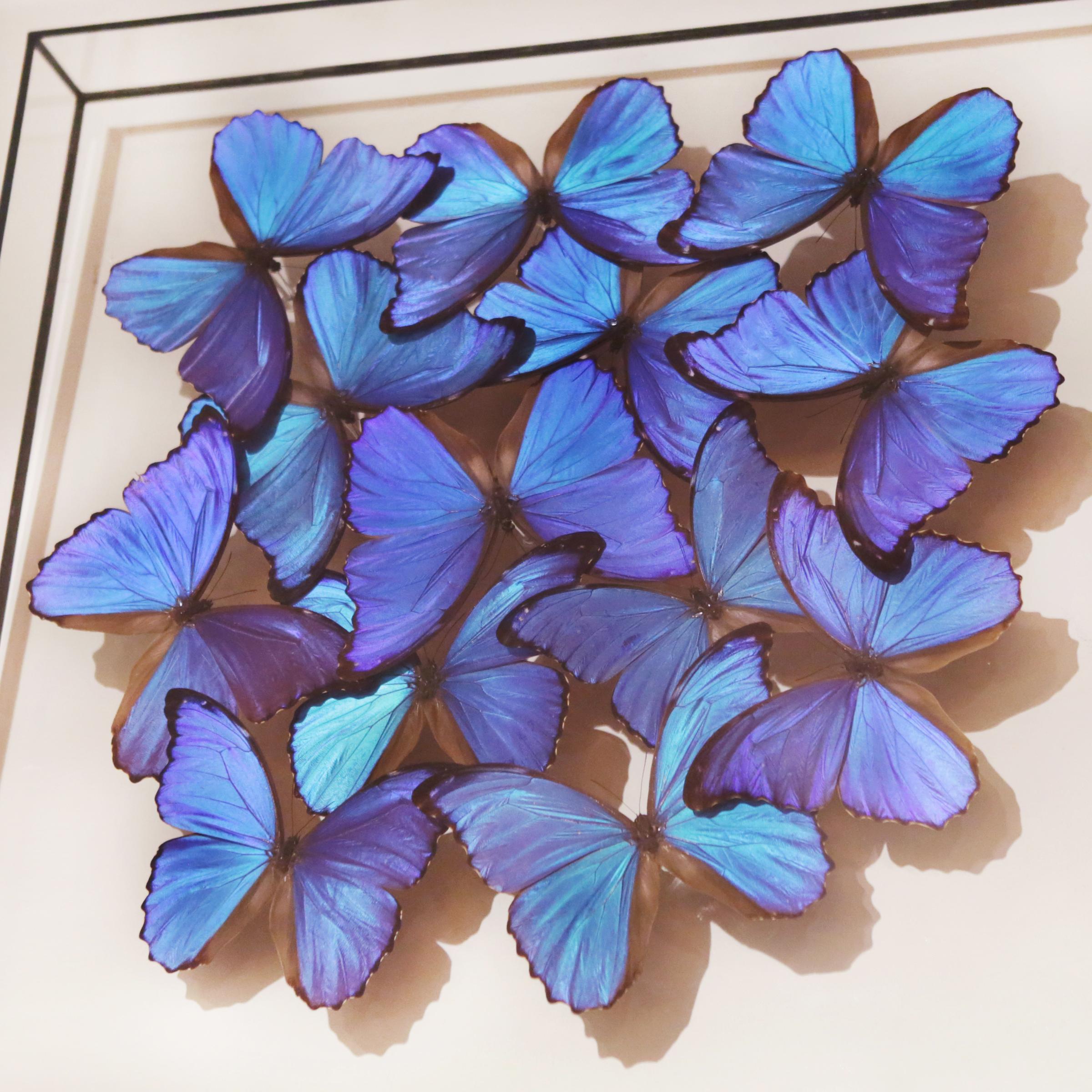 Morphos Butterflies Medium Frame In New Condition In Paris, FR