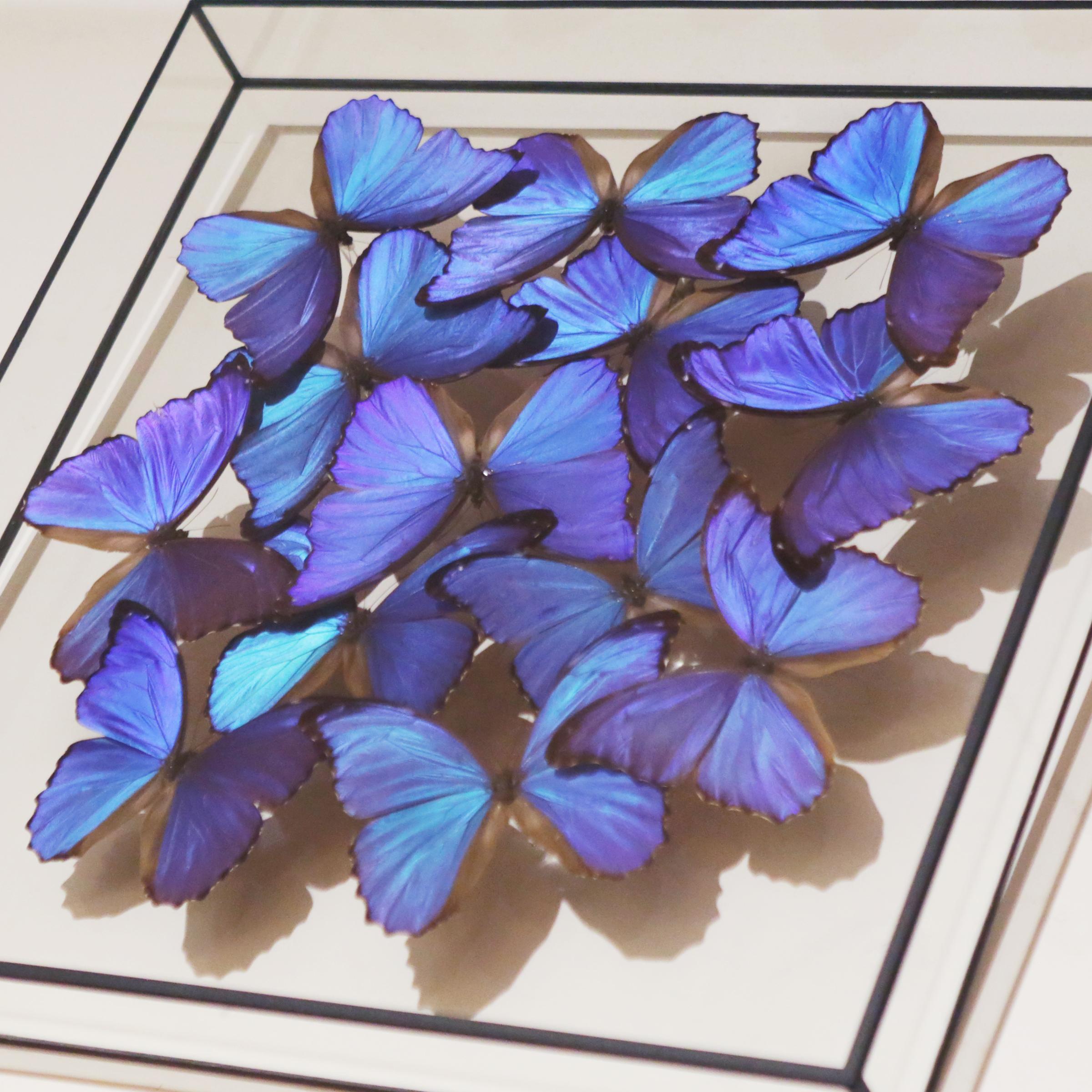 Contemporary Morphos Butterflies Medium Frame