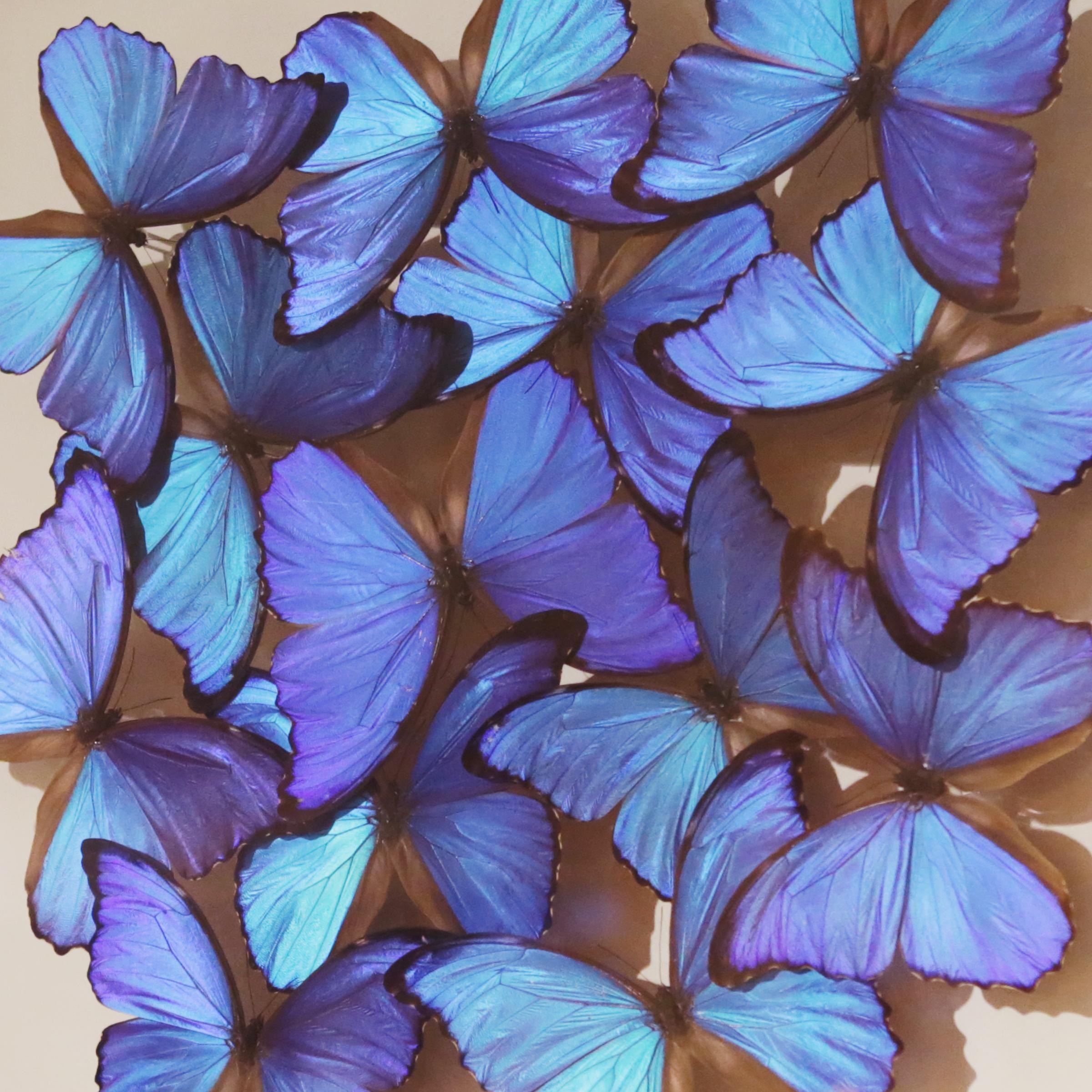 Glass Morphos Butterflies Medium Frame