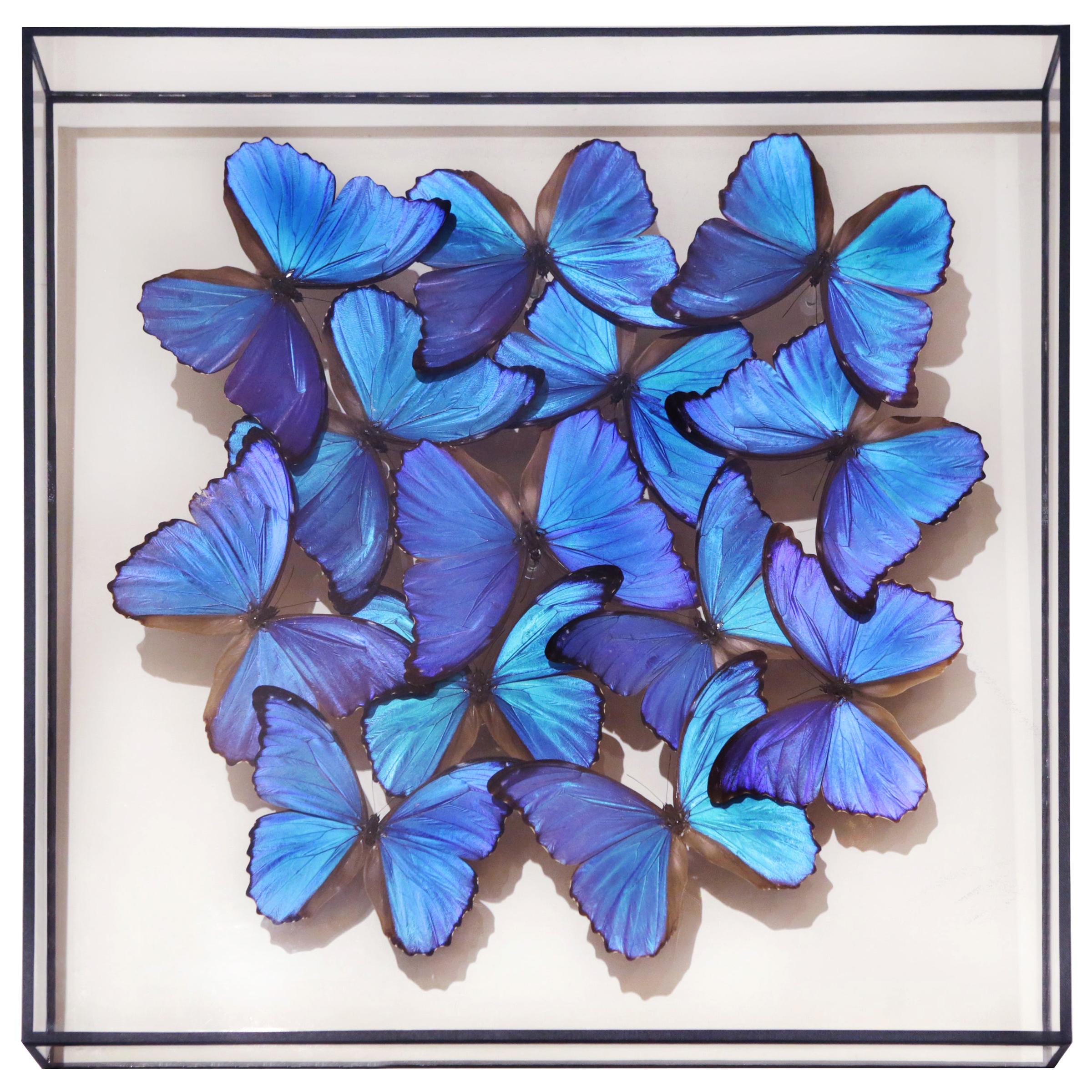 Morphos Butterflies Medium Frame