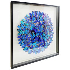 Morphos Butterflies under Square Glass Frame, Philippe E