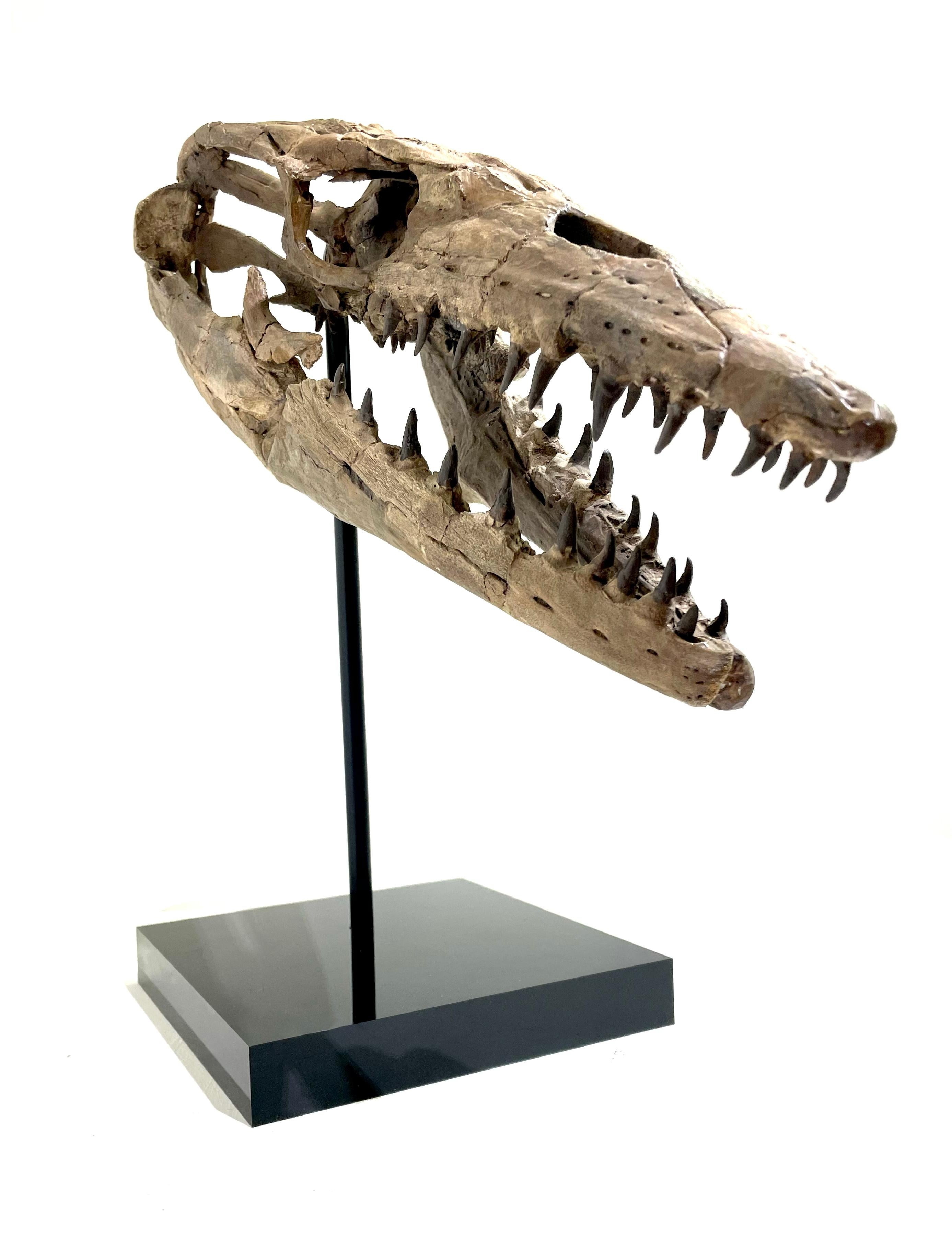 Fossilised skull of prehistoric marine reptile; the mosasaur

'Tylosaurus proriger'
Cretaceous (85 million years ago)
44 x 17 x 16 cm
Sourced in Kansas, USA

The Tylosaurus belongs to the genus ‘Mosasaur’. This fierce prehistoric shark grew up to 45