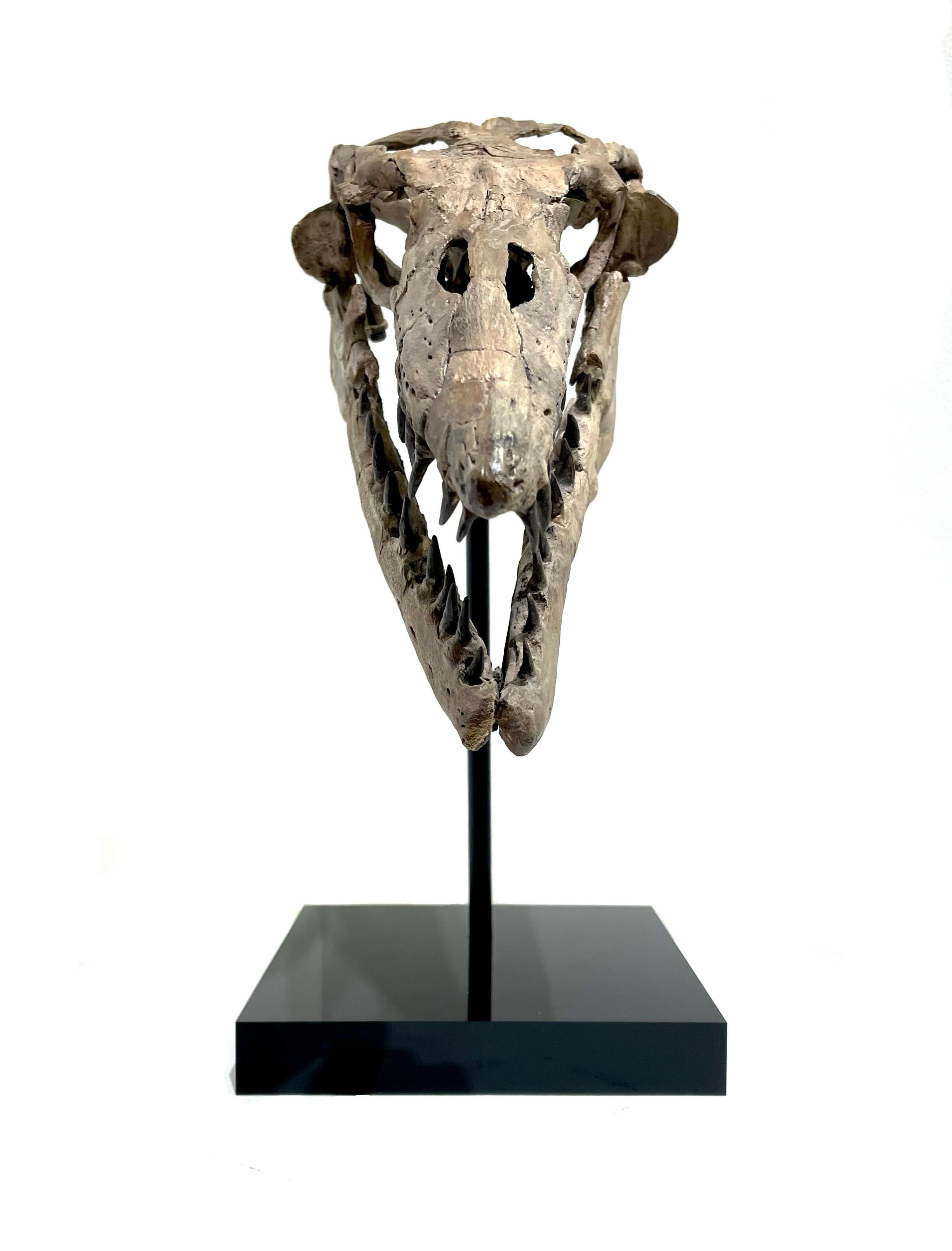 mosasaur skull for sale