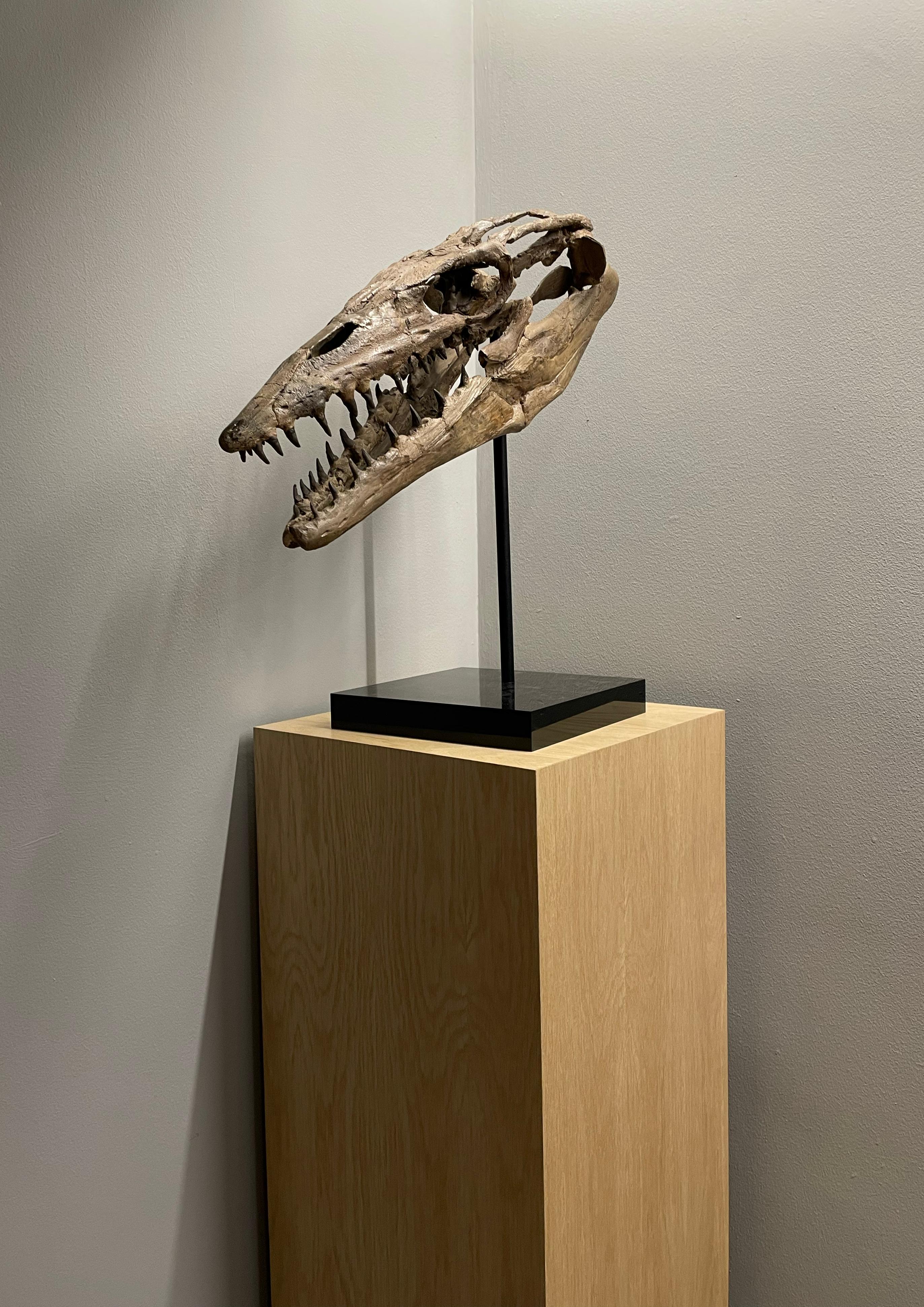 mosasaur skeleton for sale