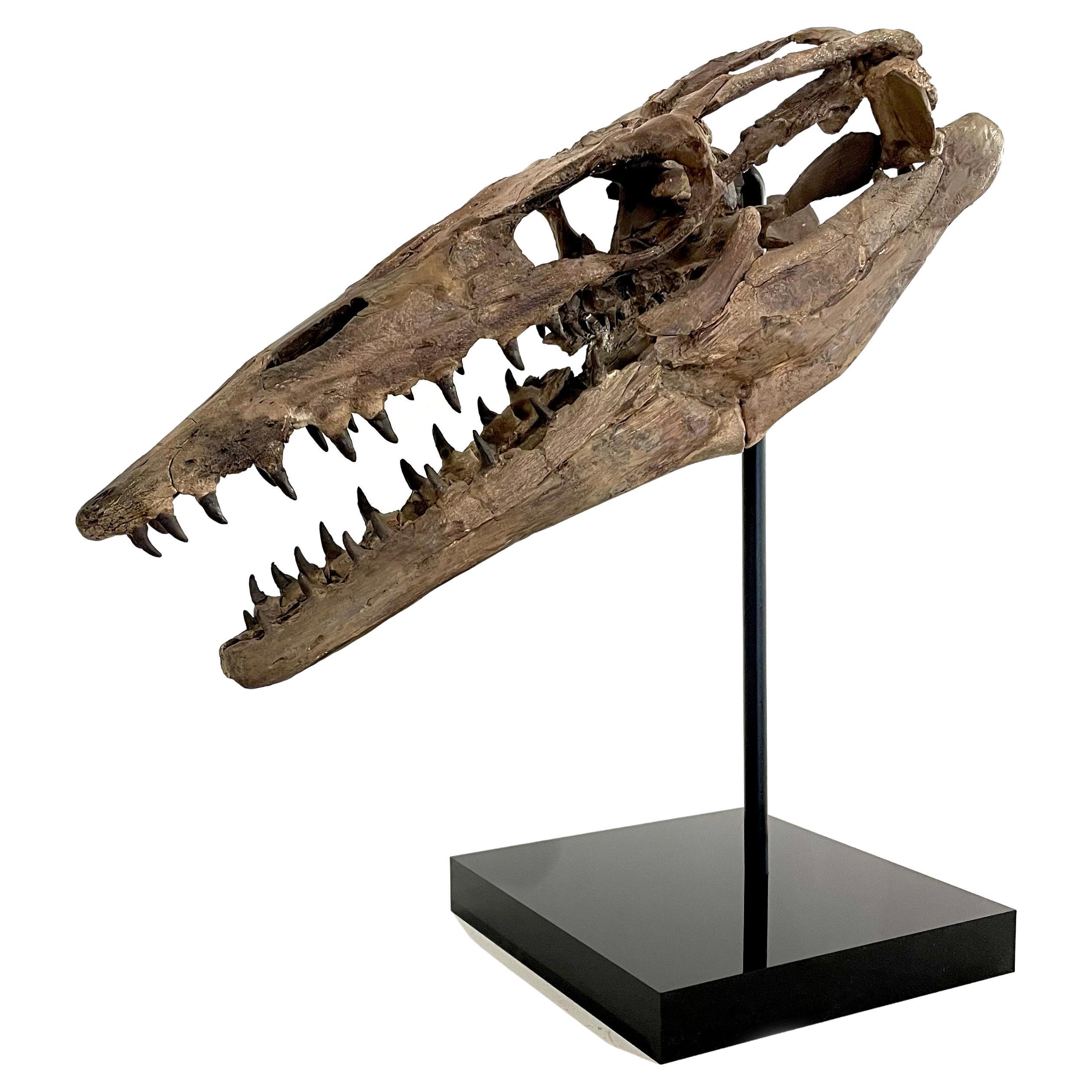 Fossilised Skull of Prehistoric Marine Reptile the Mosasaur For Sale