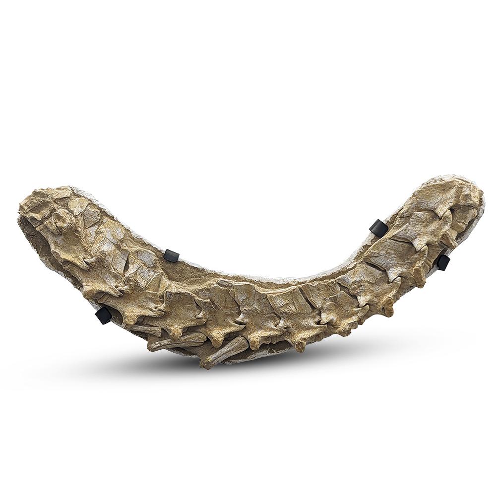 Tête et spinelle de Mosasaurus  - Crâne, cou, os incurvé et queue Bon état - En vente à Vancouver, British Columbia