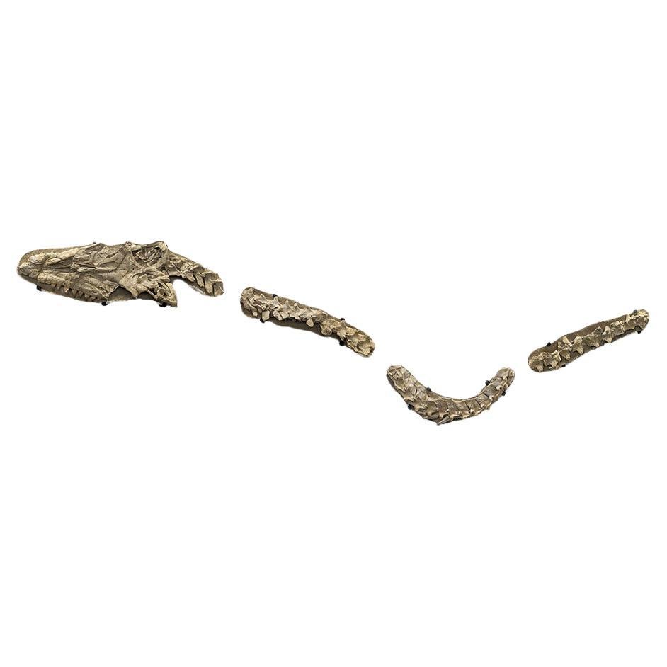 Tête et spinelle de Mosasaurus  - Crâne, cou, os incurvé et queue en vente