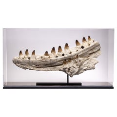 Mosasaurus Jaw Section from Morocco '90 Million Years Old' in Custom Acrylic Box
