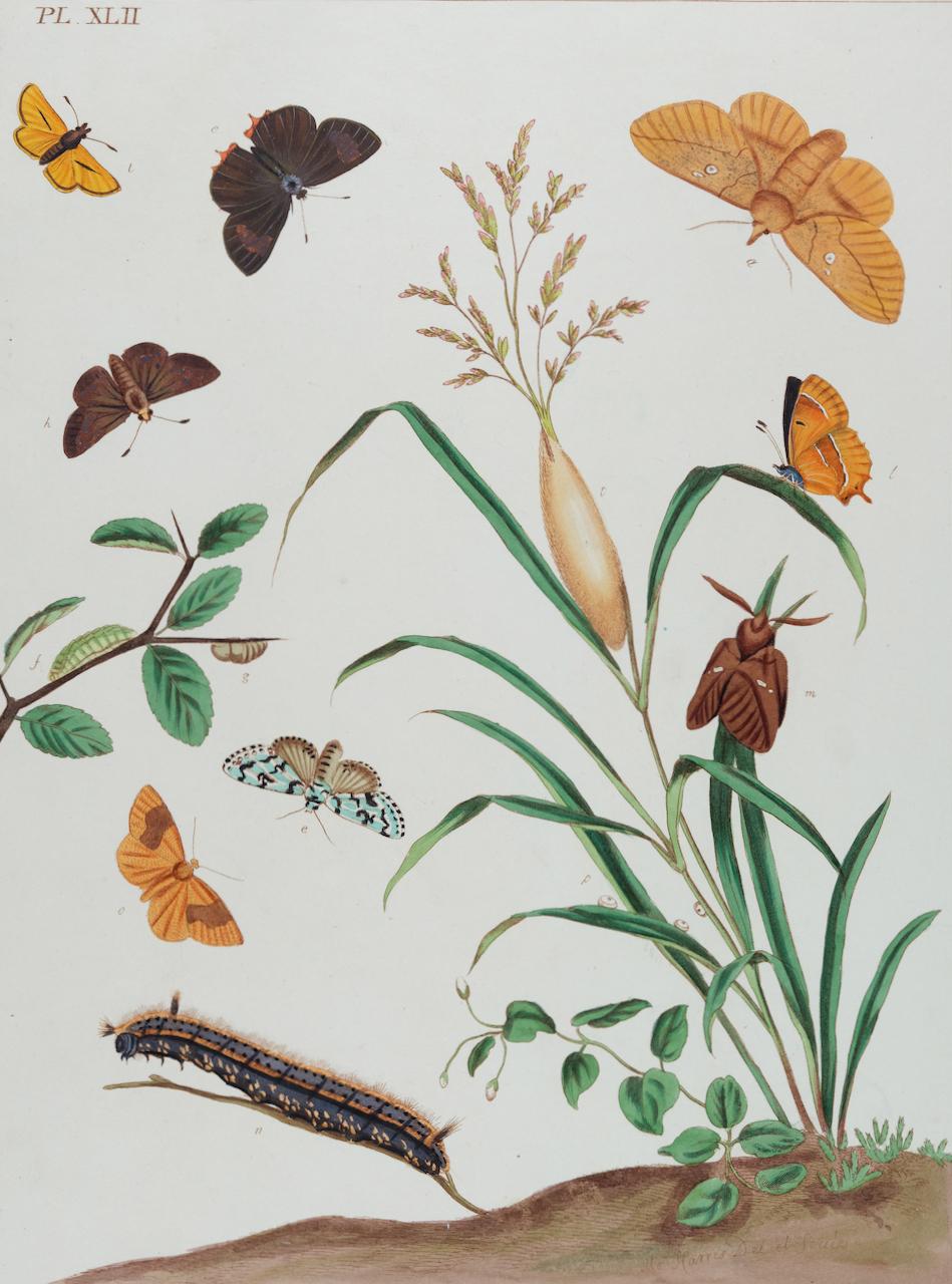 Butterflies & Moths: An Antique Hand-colored Engraving by Moses Harris For Sale 1