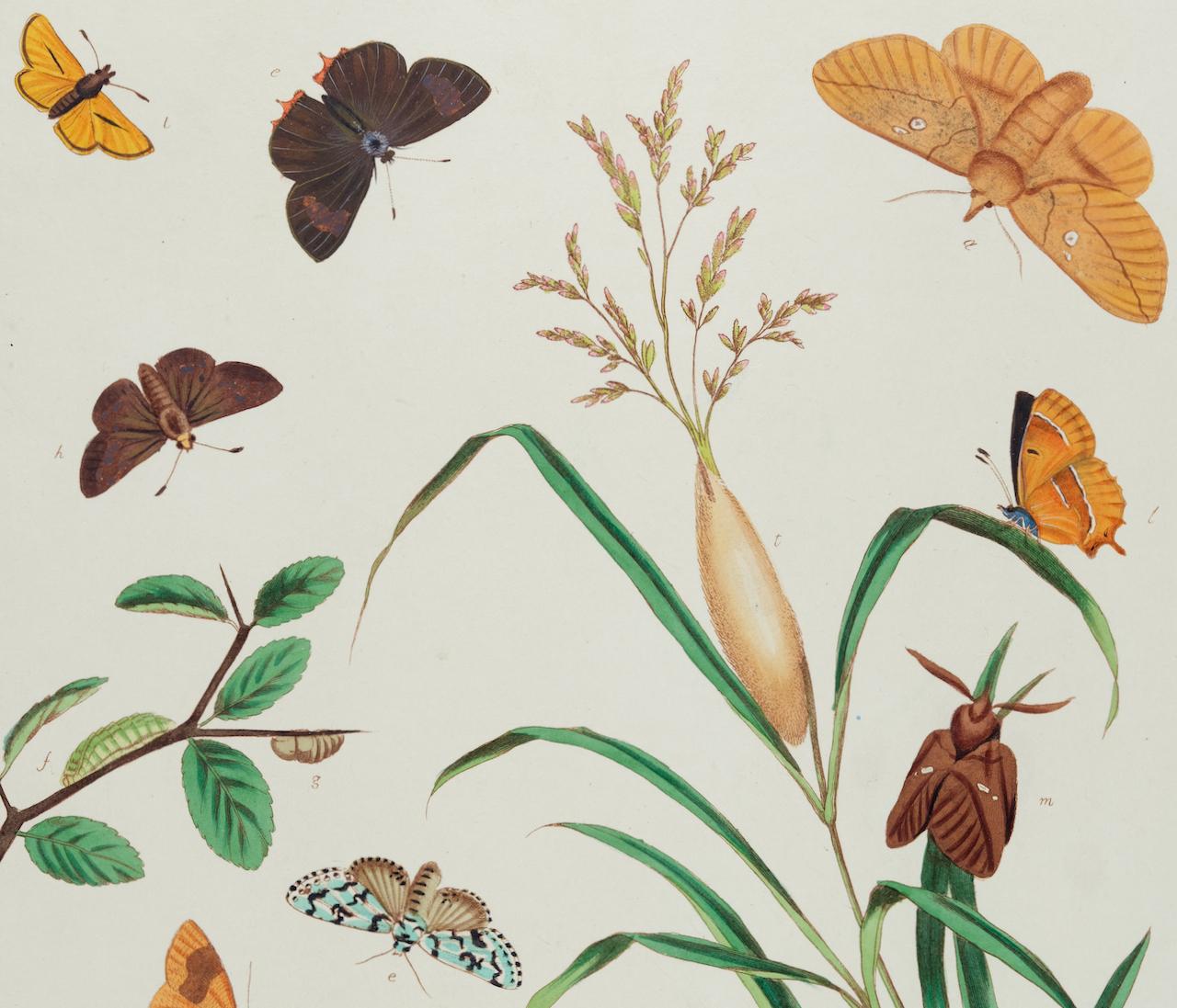 Schmetterlinge und Moths: Ein antiker handkolorierter Kupferstich von Moses Harris im Angebot 2
