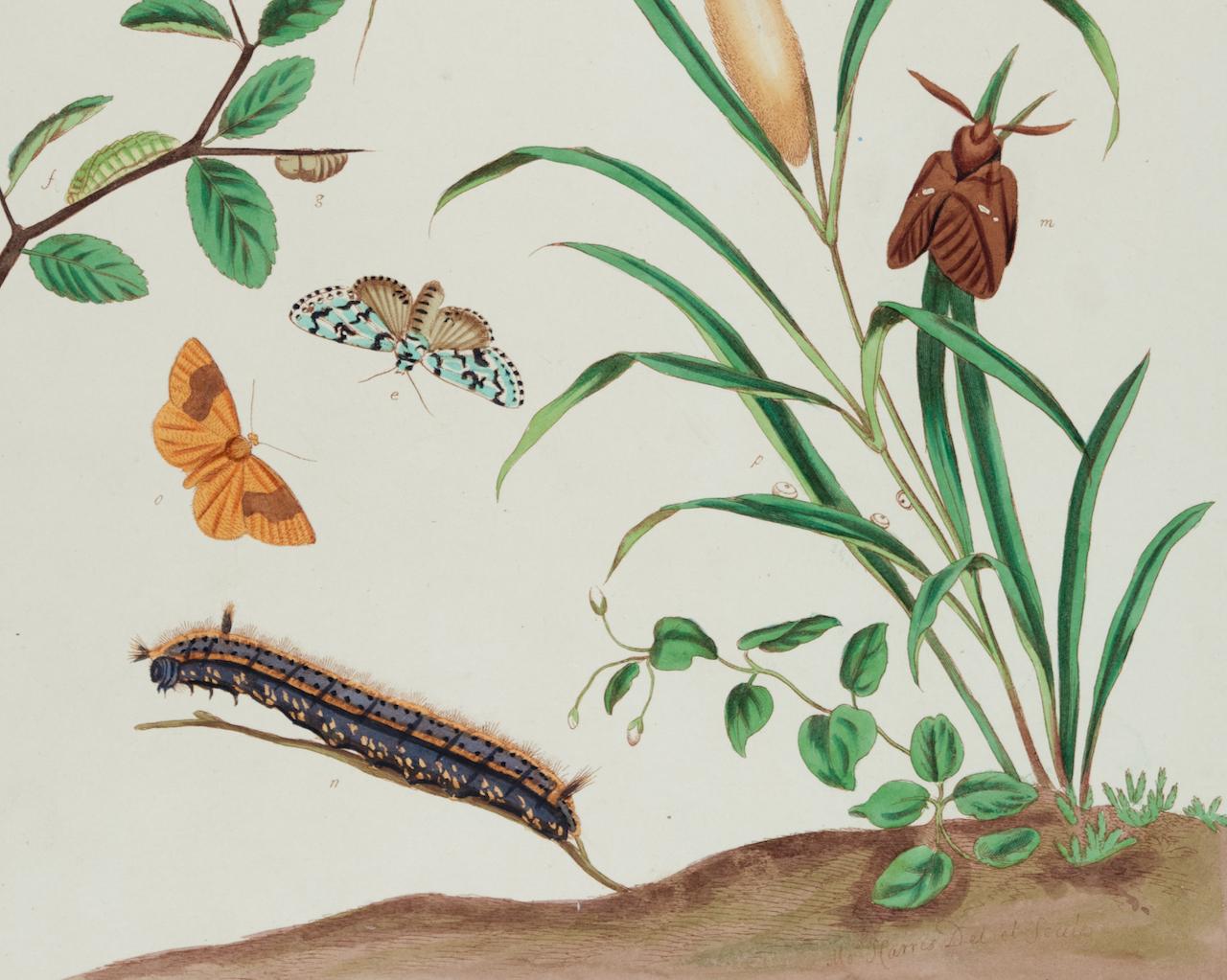 Schmetterlinge und Moths: Ein antiker handkolorierter Kupferstich von Moses Harris im Angebot 3