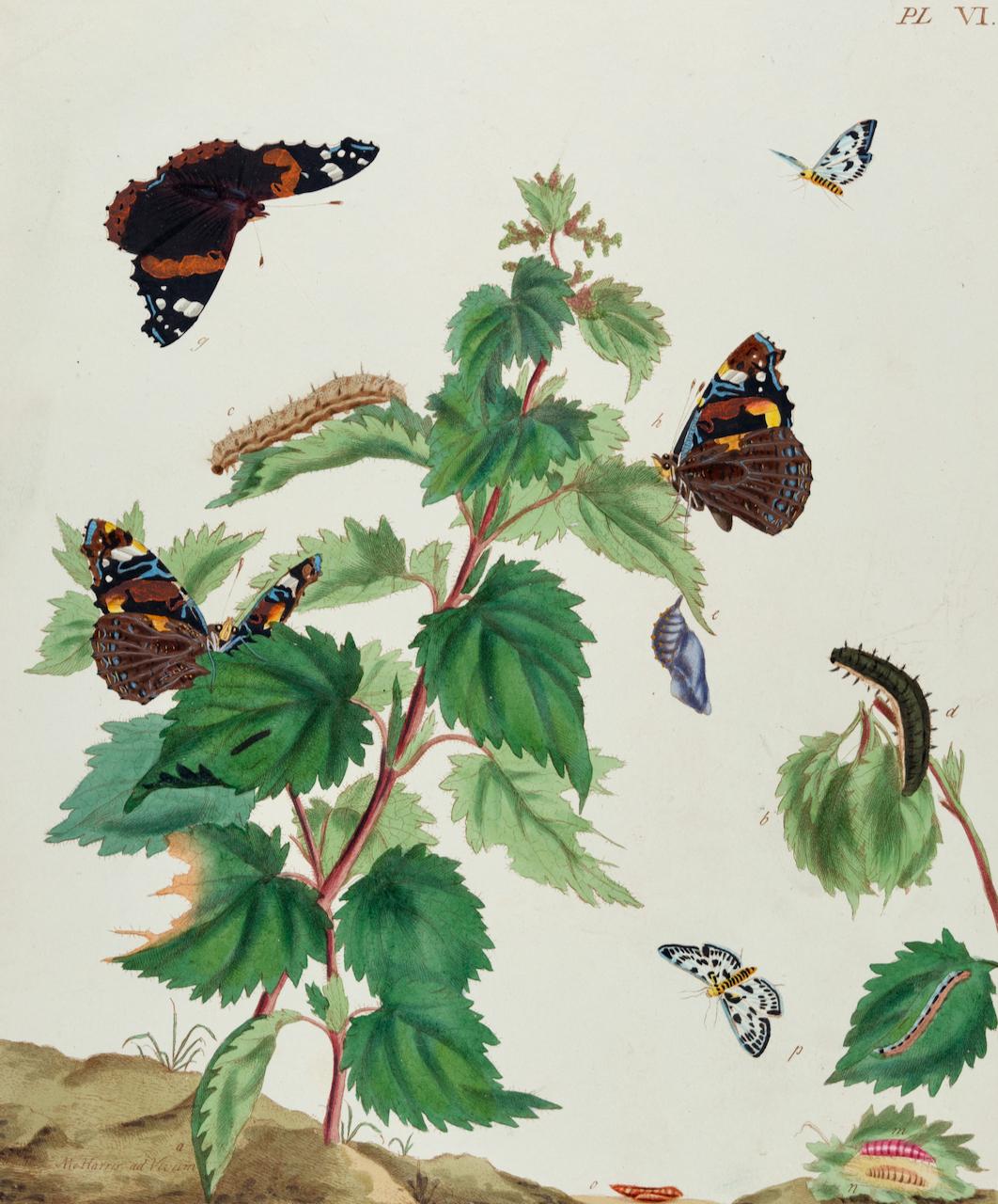 Bewunderbare Schmetterlinge, Magpie-Moths: Eine handkolorierte Gravur von Moses Harris im Angebot 1