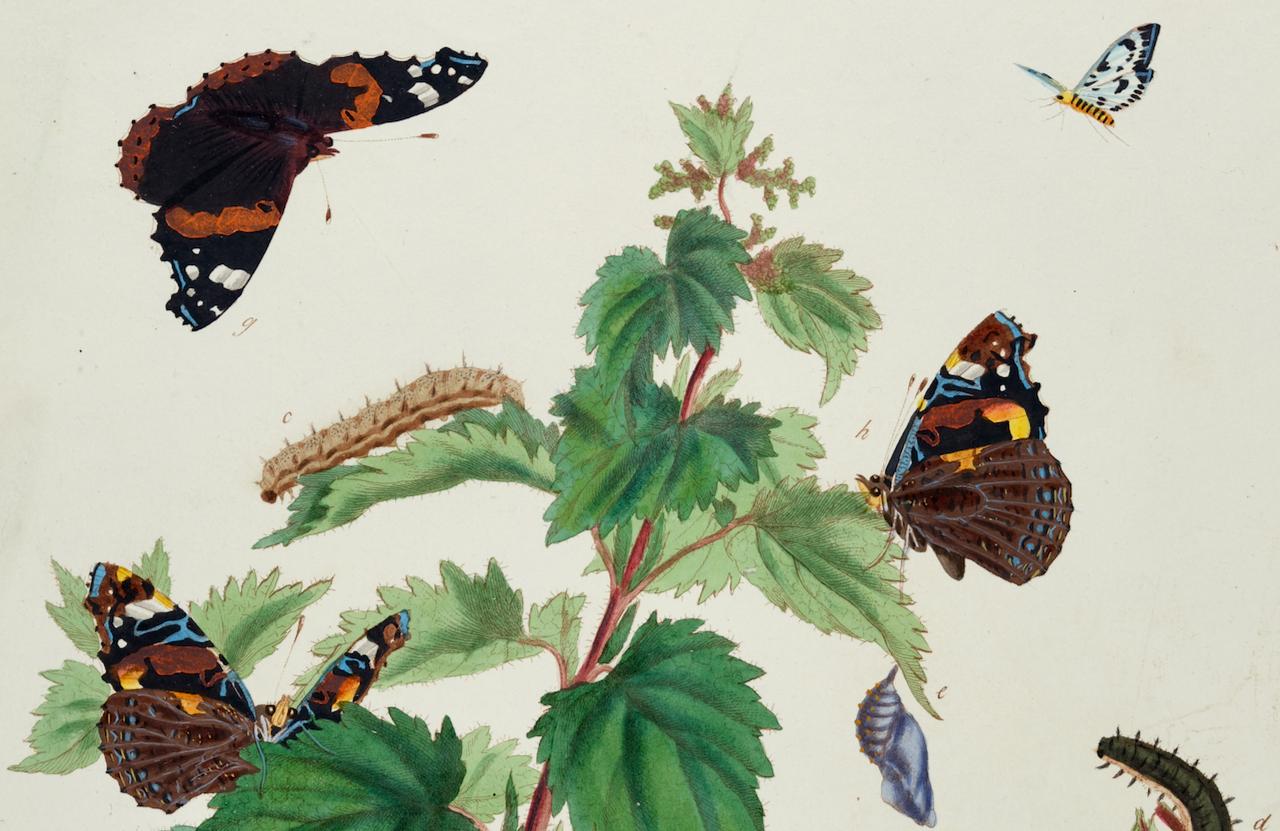 Butterflys Admirable, Magpie Moths : une gravure colorée à la main de Moses Harris en vente 2