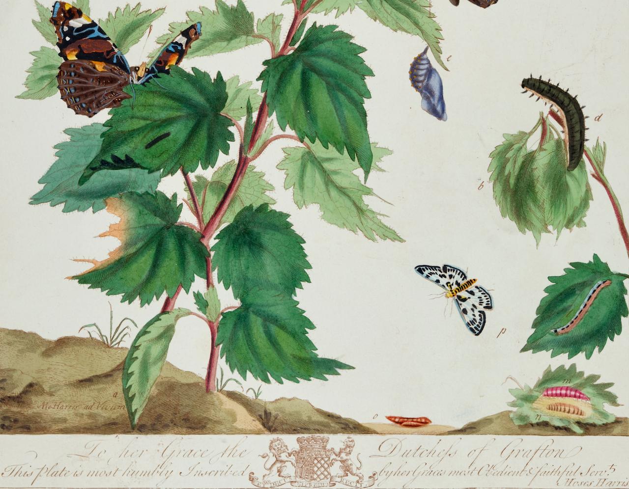 Butterflys Admirable, Magpie Moths : une gravure colorée à la main de Moses Harris en vente 3