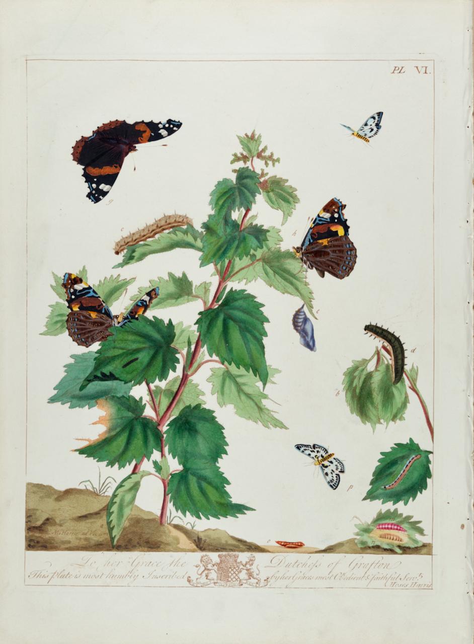 This is a hand-colored antique engraving depicting the natural history of the Admirable Butterfly and the Small Magpie Moth, which is plate 6 from Moses Harris' publication "The Aurelian: or Natural History of English Insects; Namely Moths &