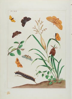 Schmetterlinge und Moths: Ein antiker handkolorierter Kupferstich von Moses Harris