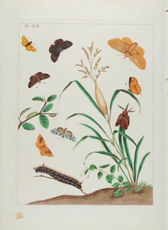 Farfalle e falene in Nature: Un'antica incisione colorata a mano di Moses Harris