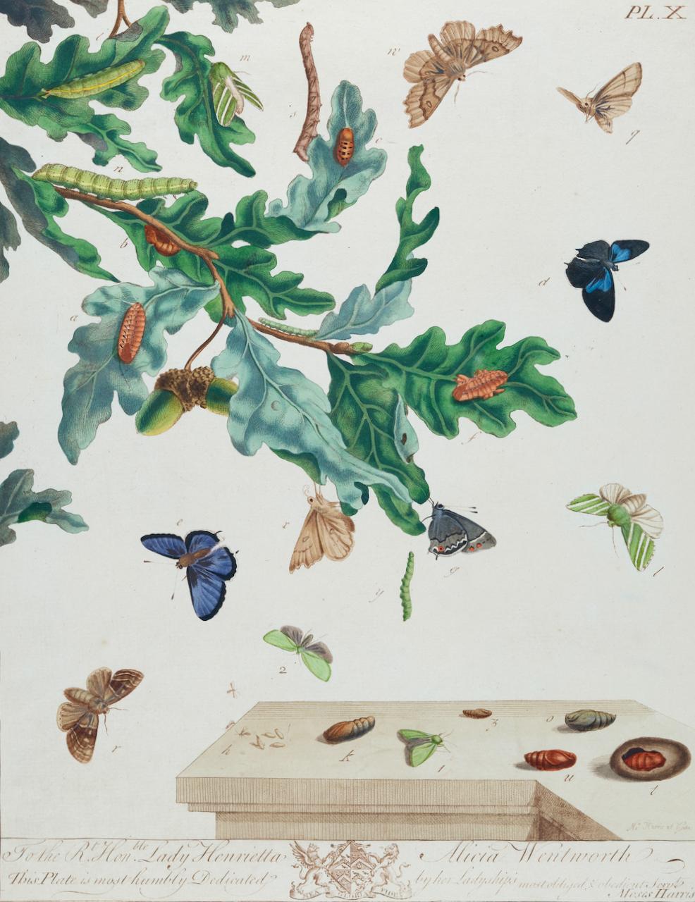 Papillons et papillons de nuit : A 1ère éd. Gravure colorée à la main du 18e siècle par M. Harris - Print de Moses Harris